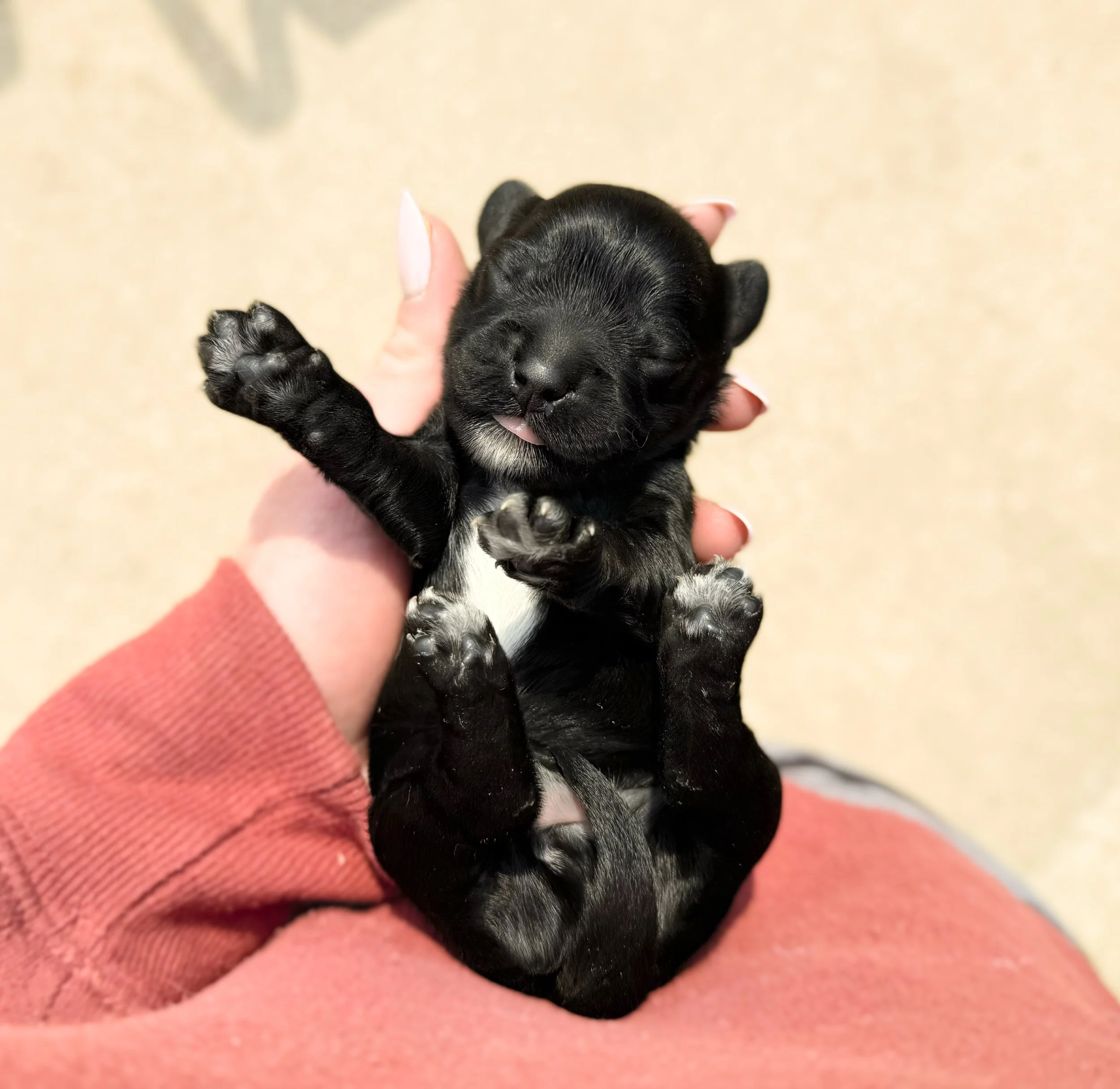 miniature black labradoodle
