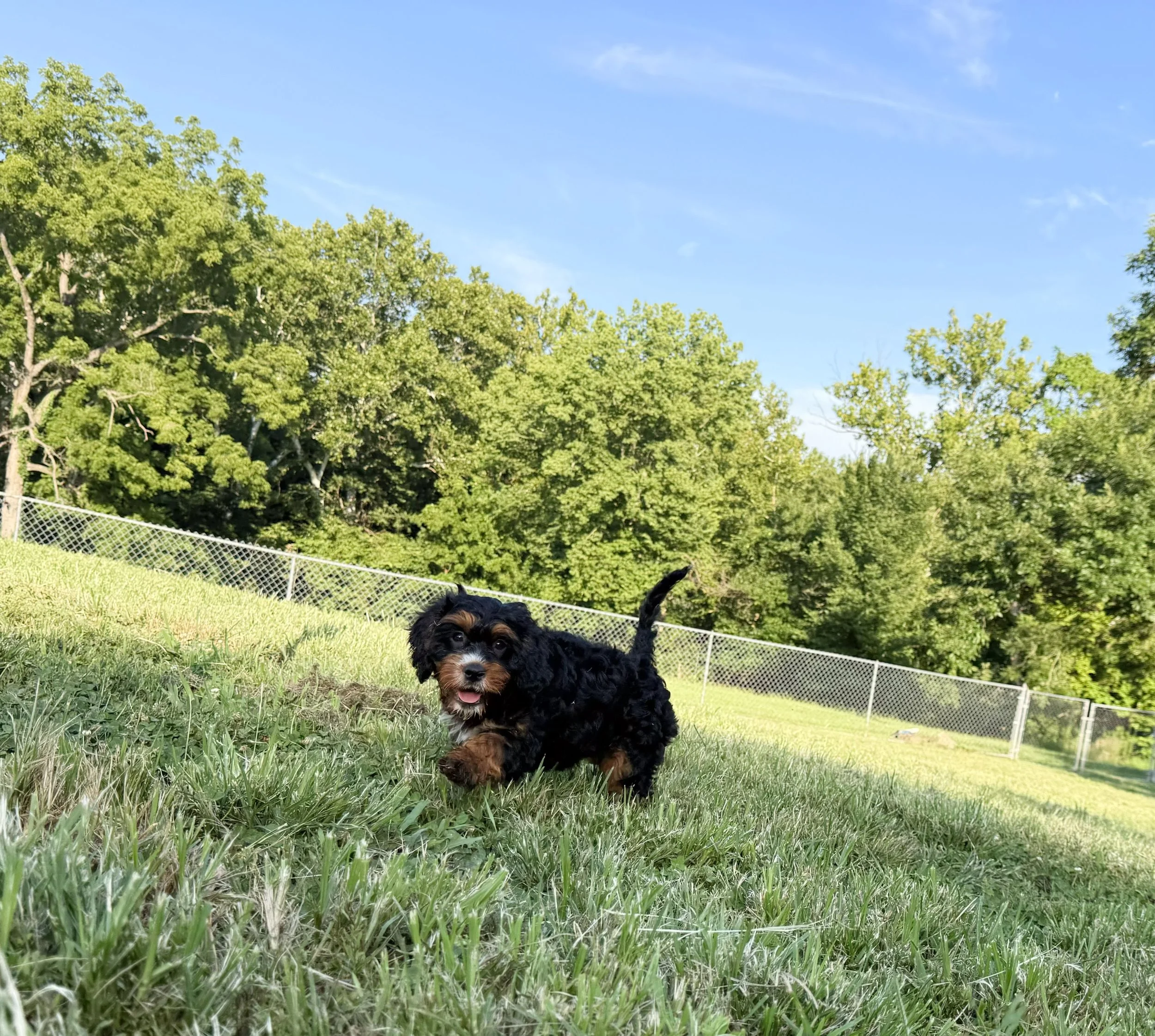 top cavapoo breeder