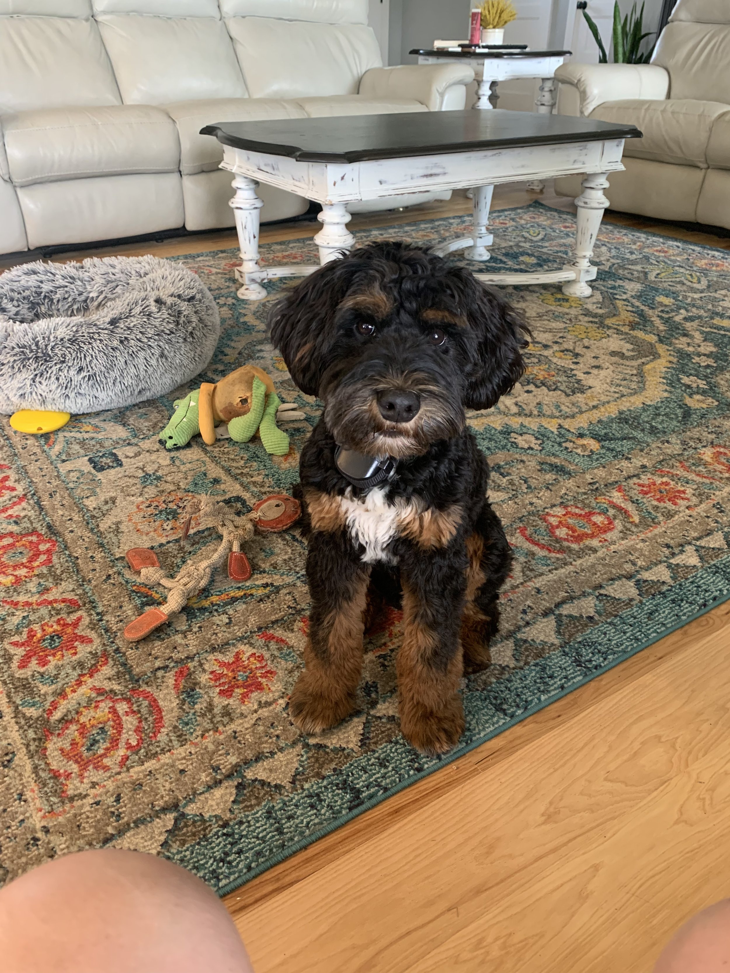deep dark phantom australian labradoodle