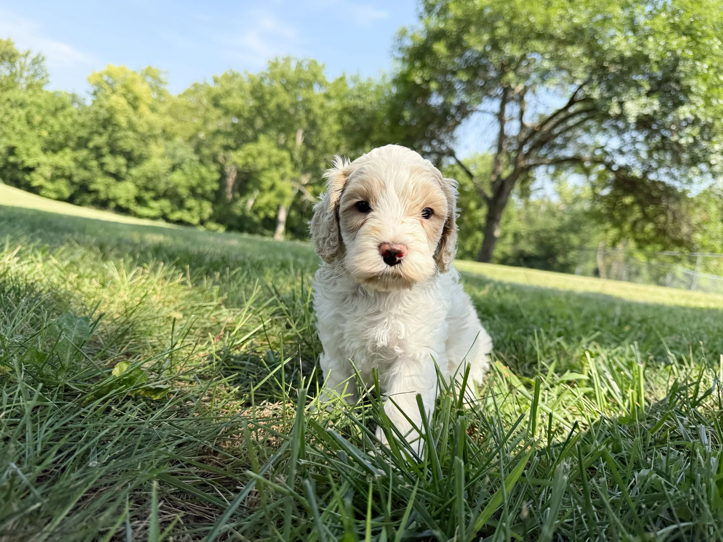 parti labradoodle