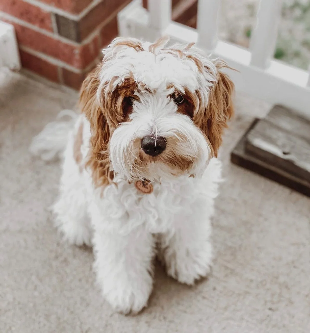 full grown parti labradoodle