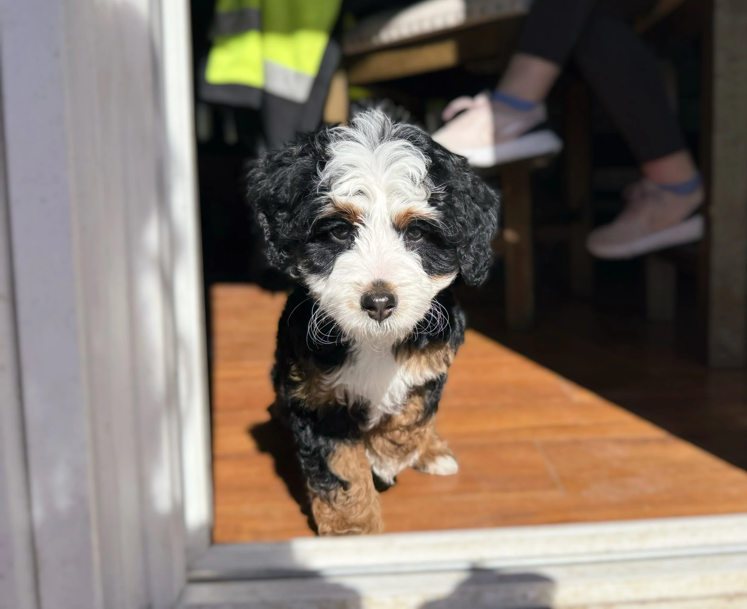 bernedoodle guardian home in kansas