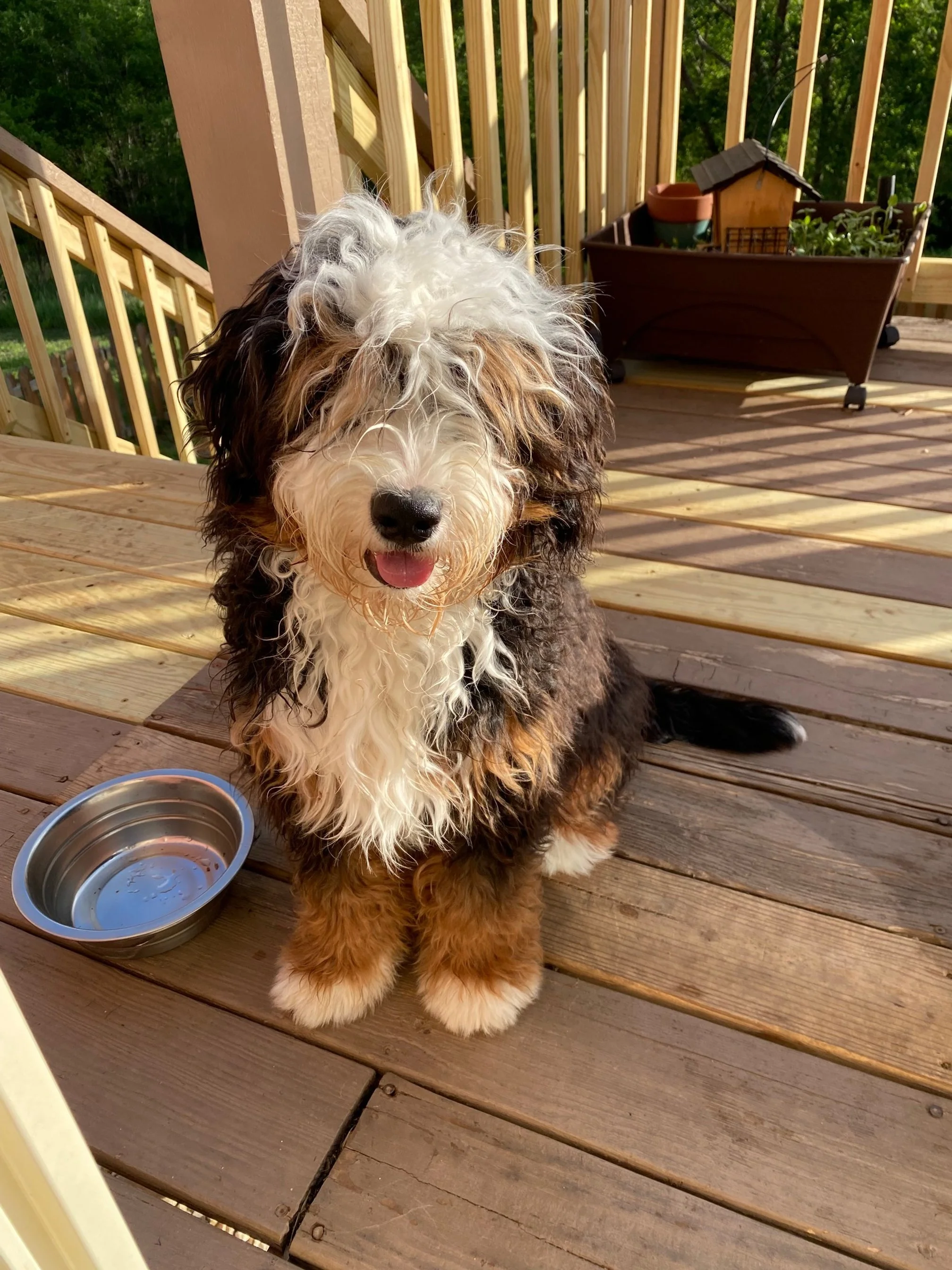 bernedoodle breeder texas