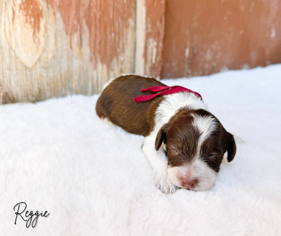 ROAN AUSTRALIAN LABRADOODLE PUPPY