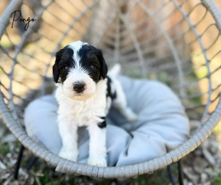 tri color bernedoodle puppy