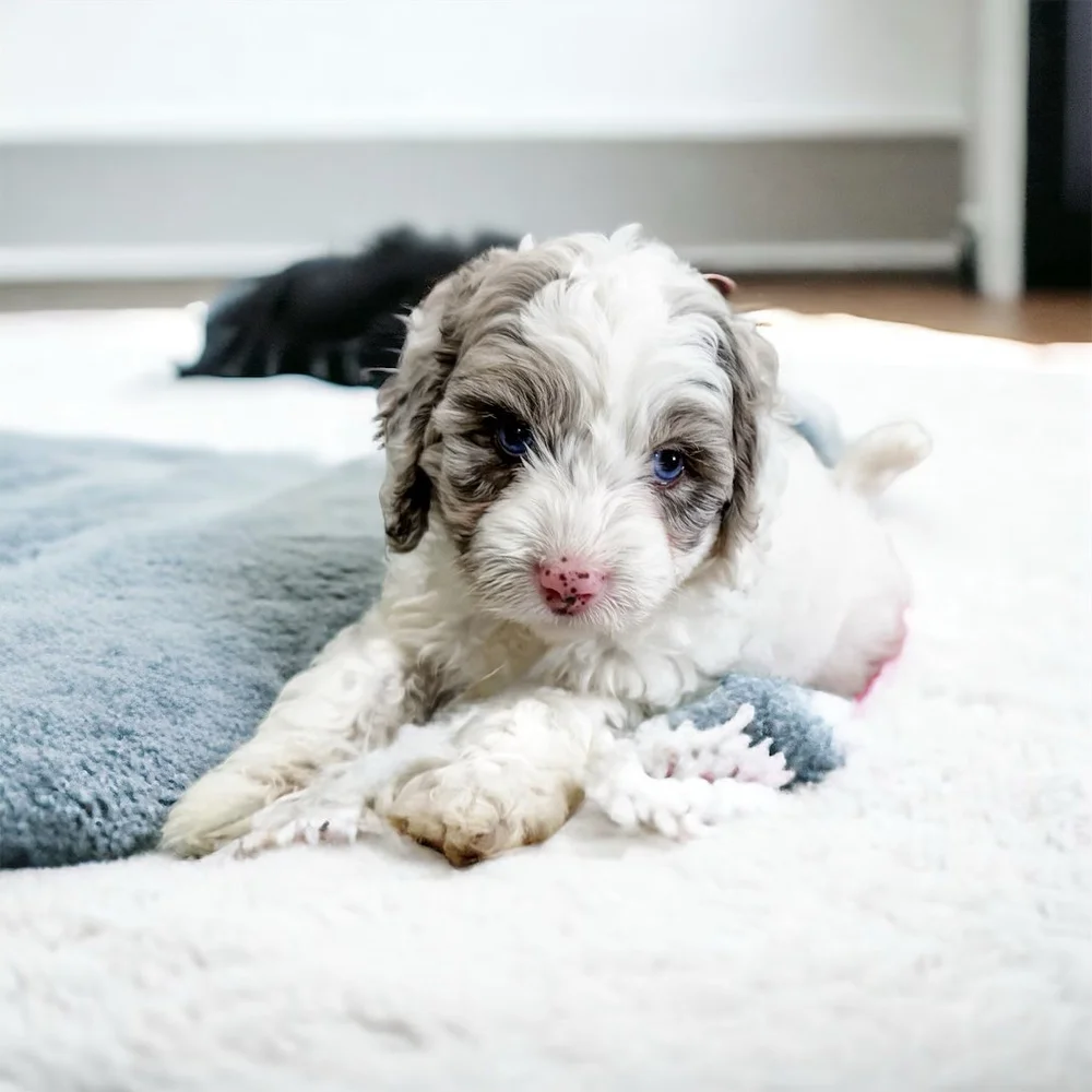 Available Austalian Labradoodles, Bernedoodles, & Cavapoos - DOODLES OF OZ