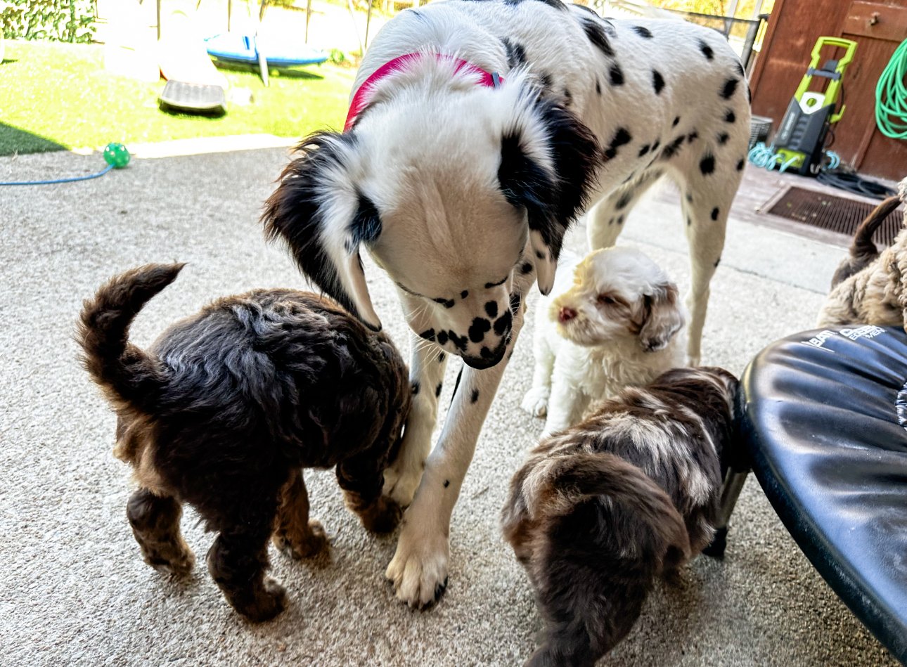 long hair dalmatian and doodle puppies
