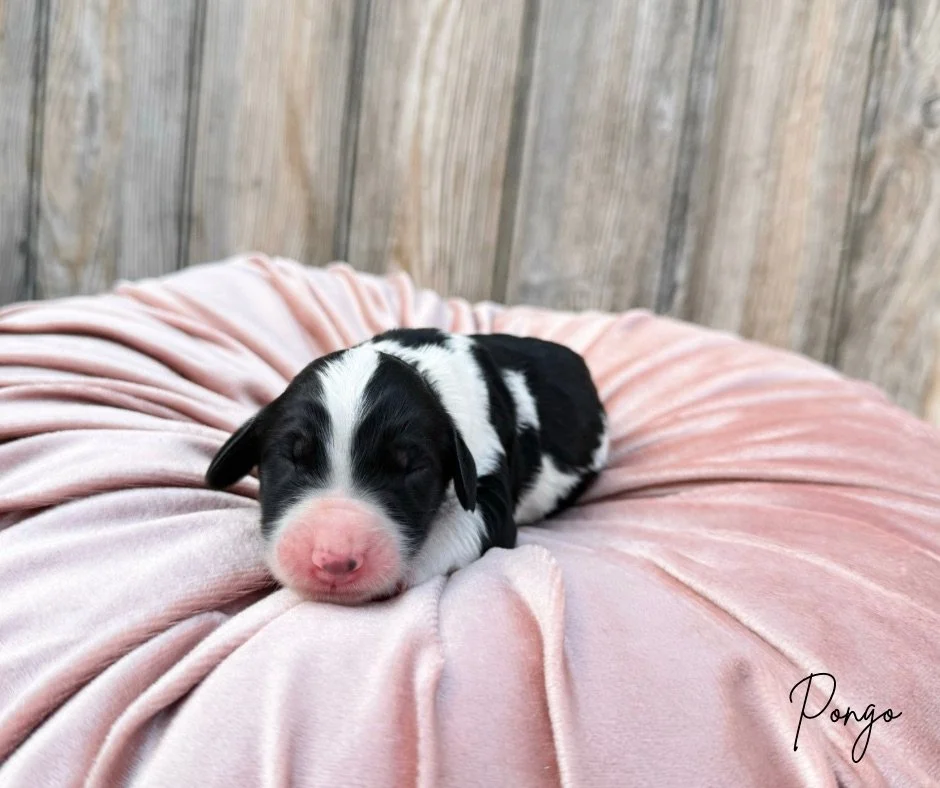 tri color australian bernedoodle