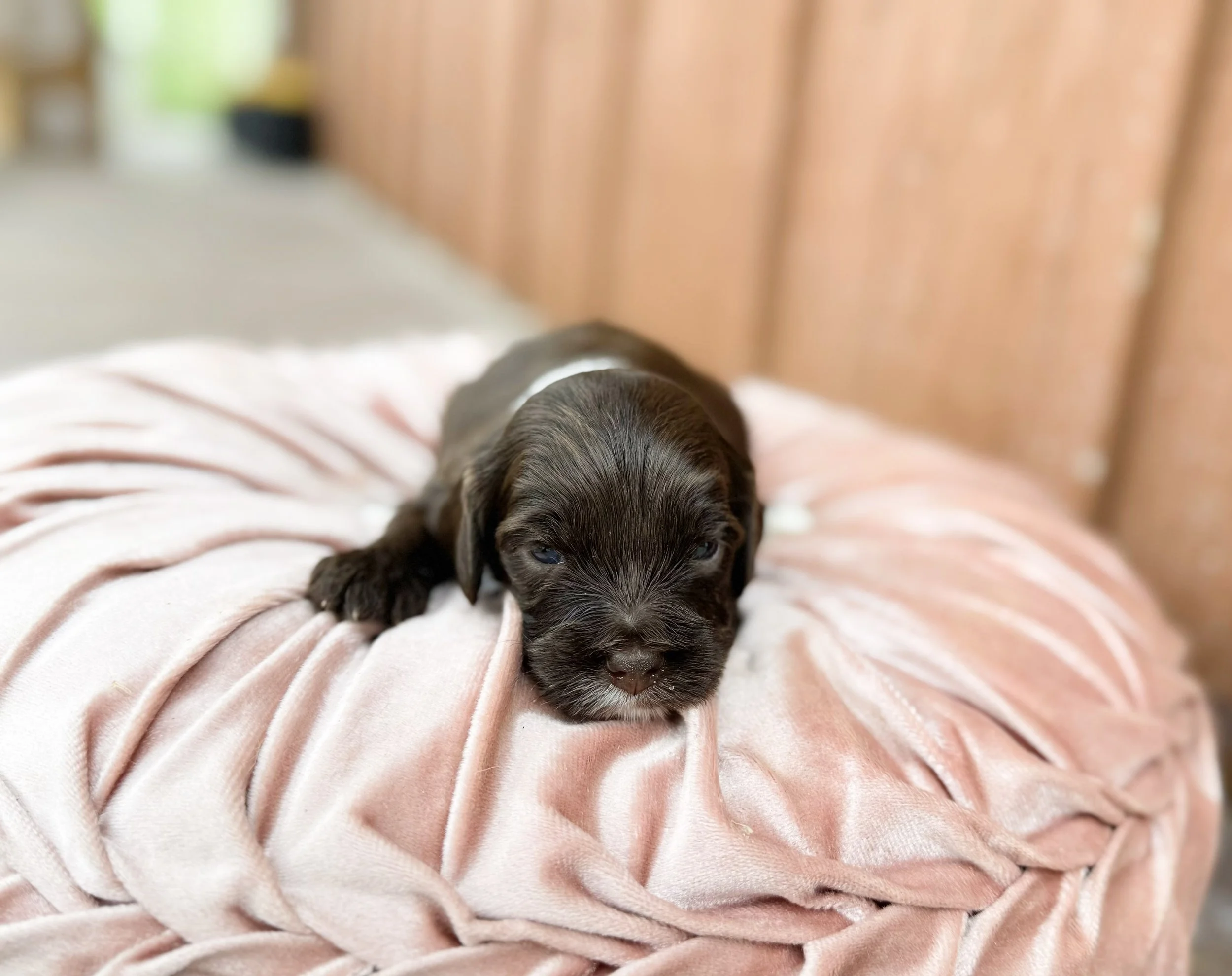 doodles of oz in wamego kansas