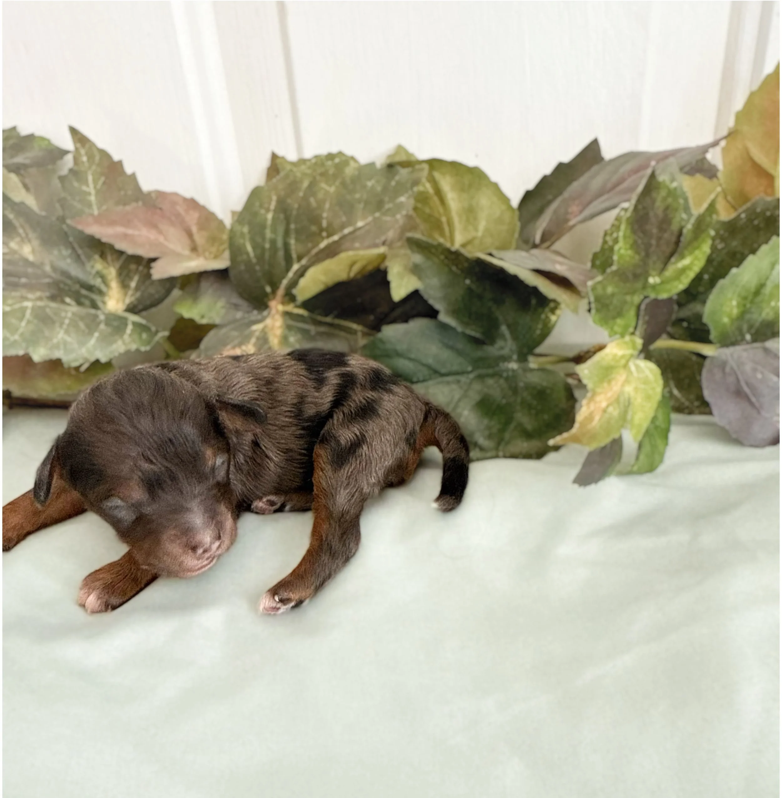 top cavoodle breeders