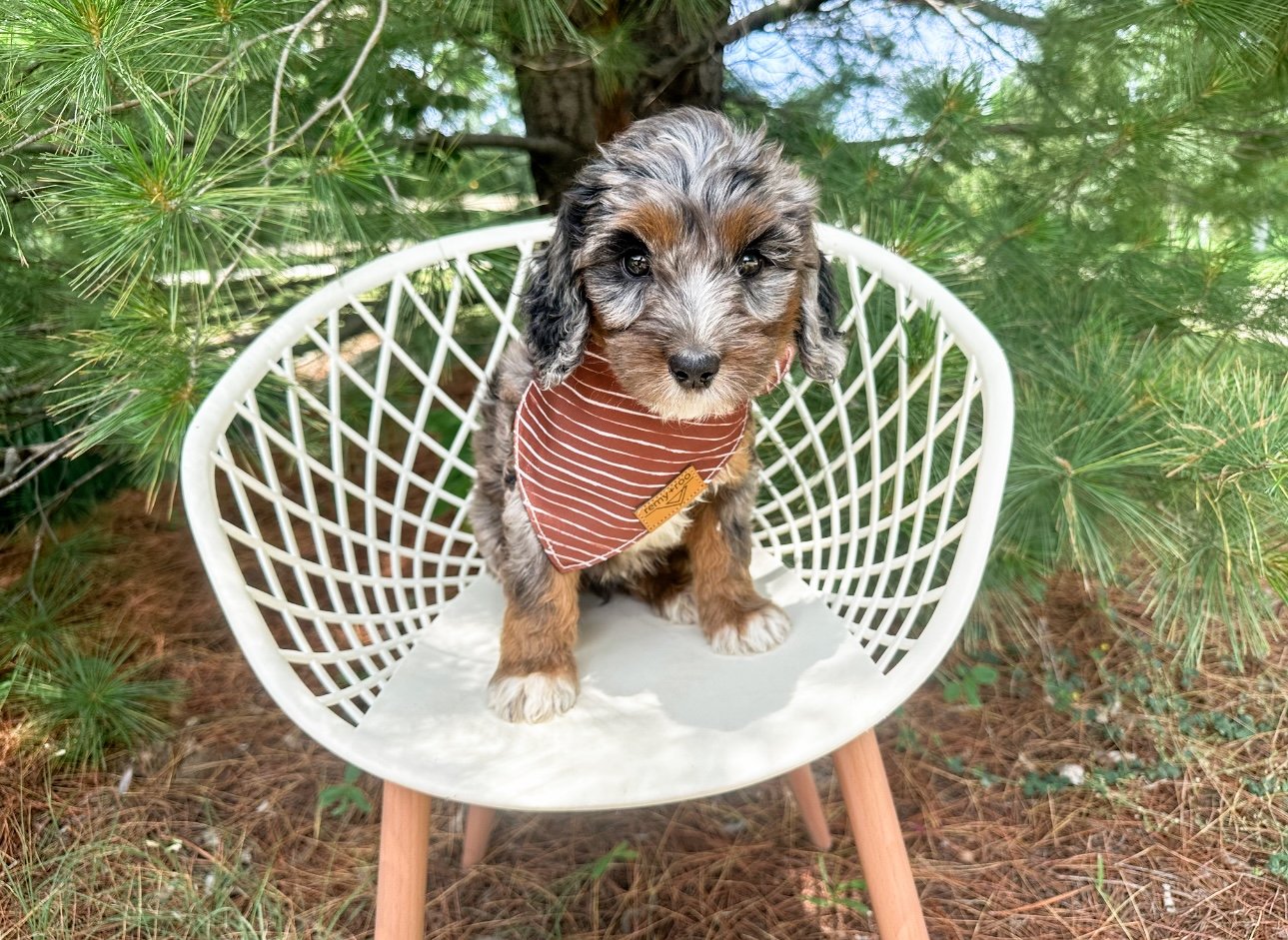 merle australian bernedoodles