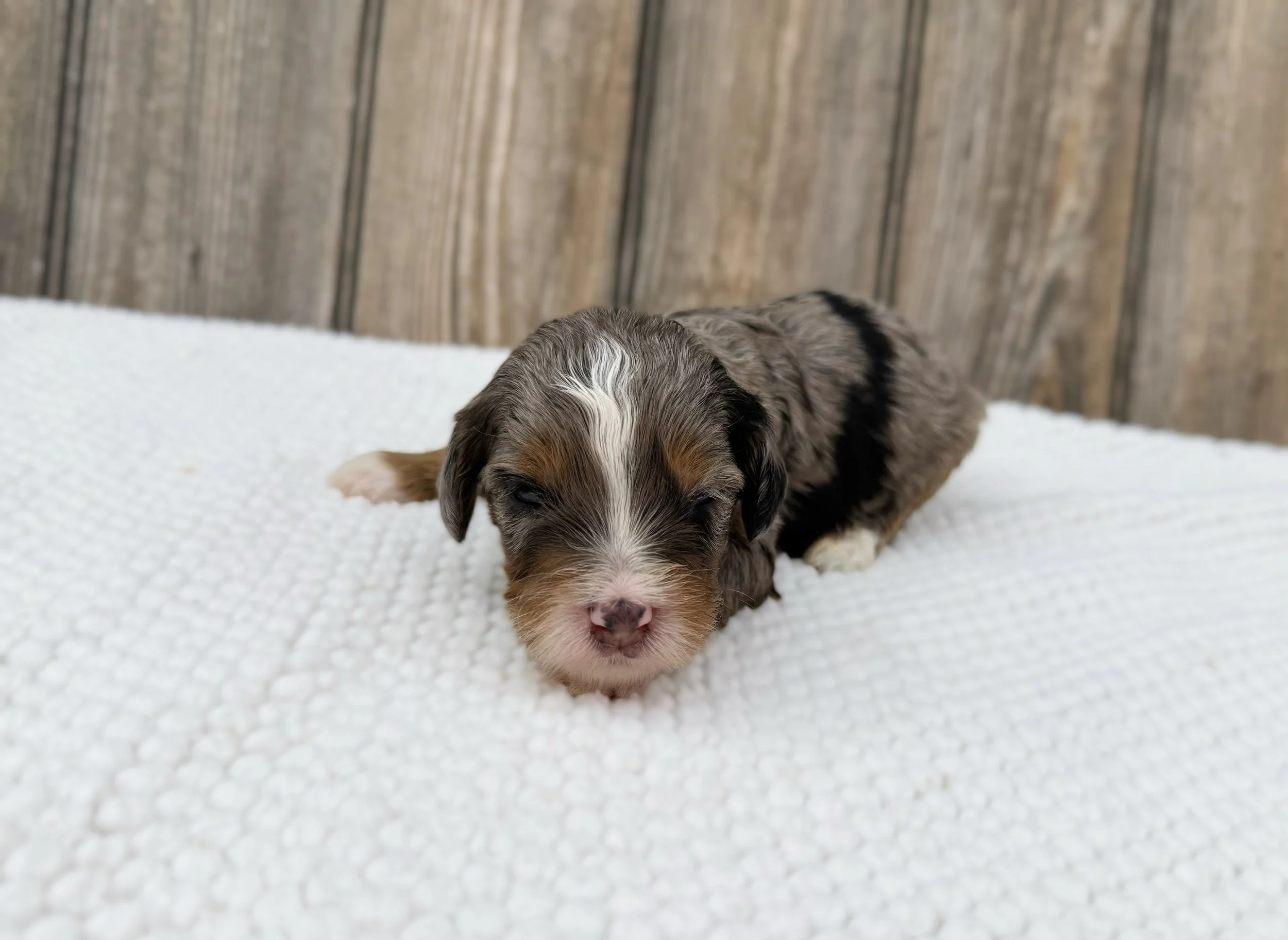 tiny australian bernedoodle puppy