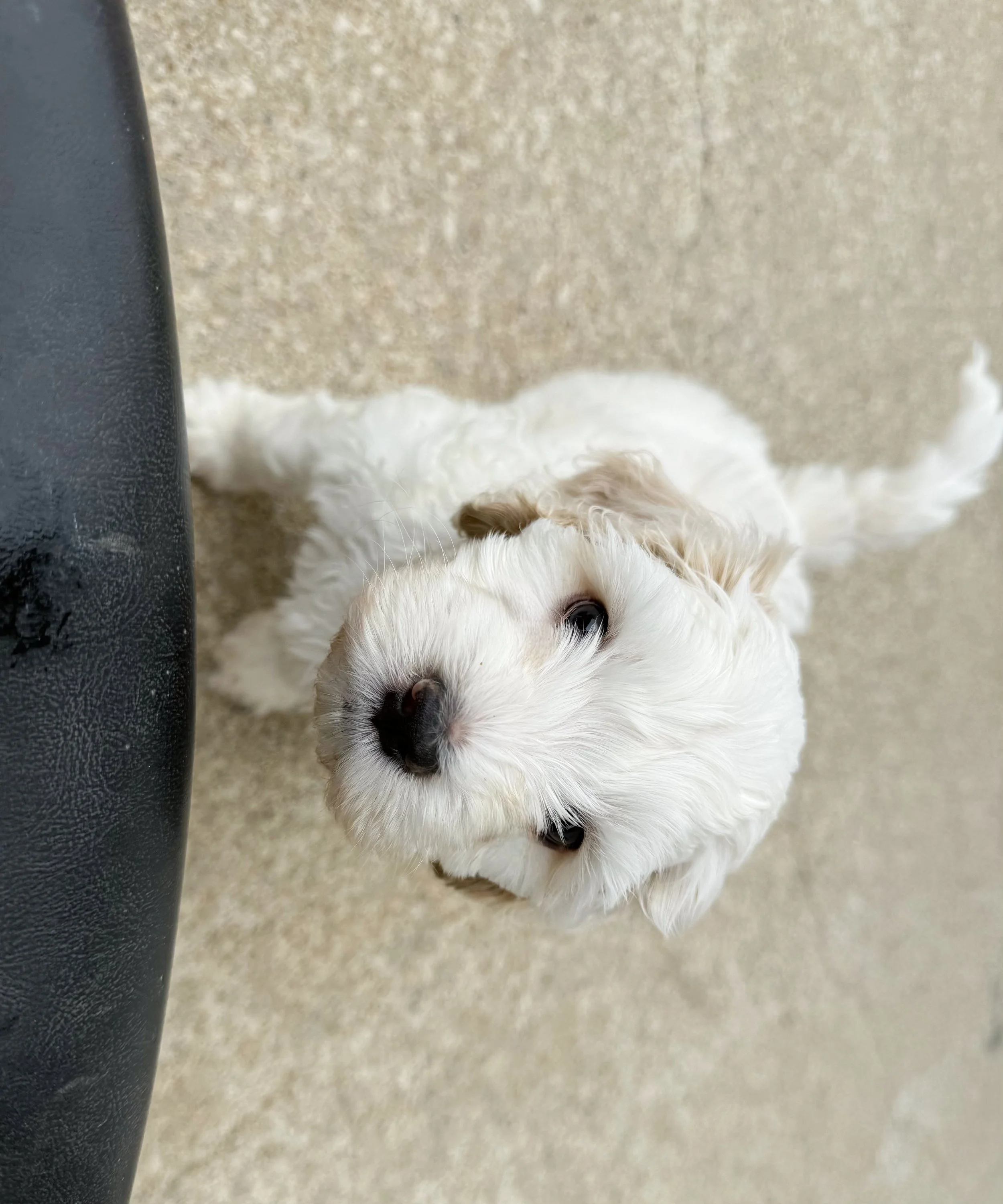 mini labradoodle breeder