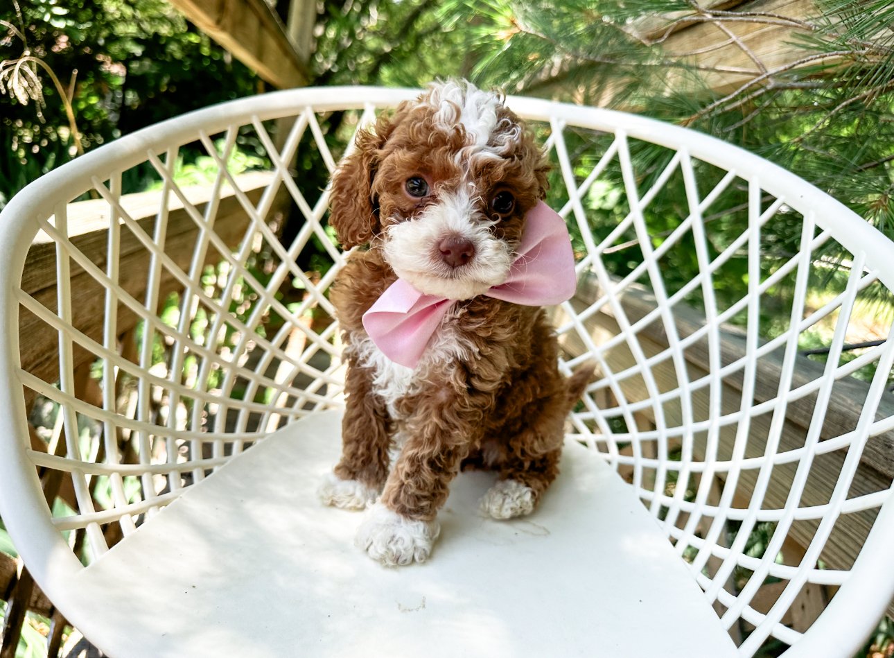 mini australian labradoodles