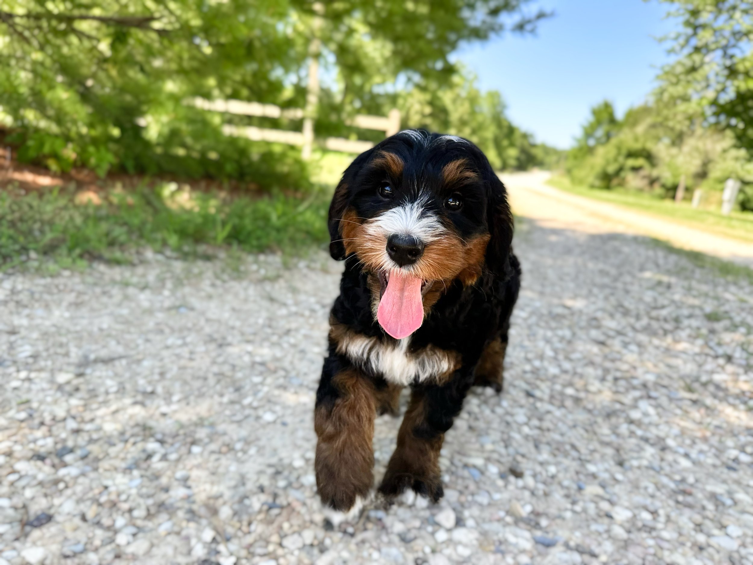 phantom australian bernedoodle puppy