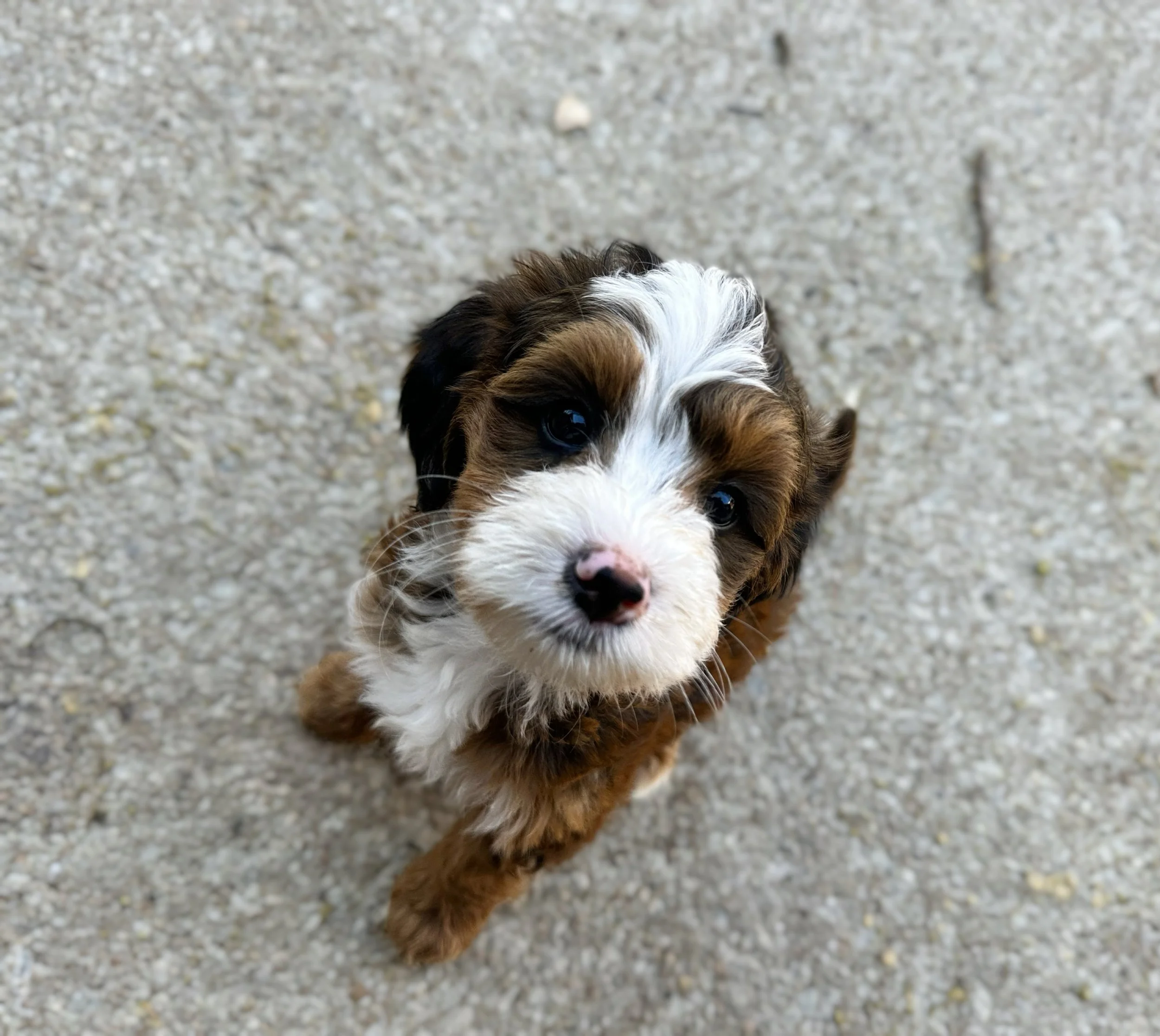 sable bernedoodle breeders