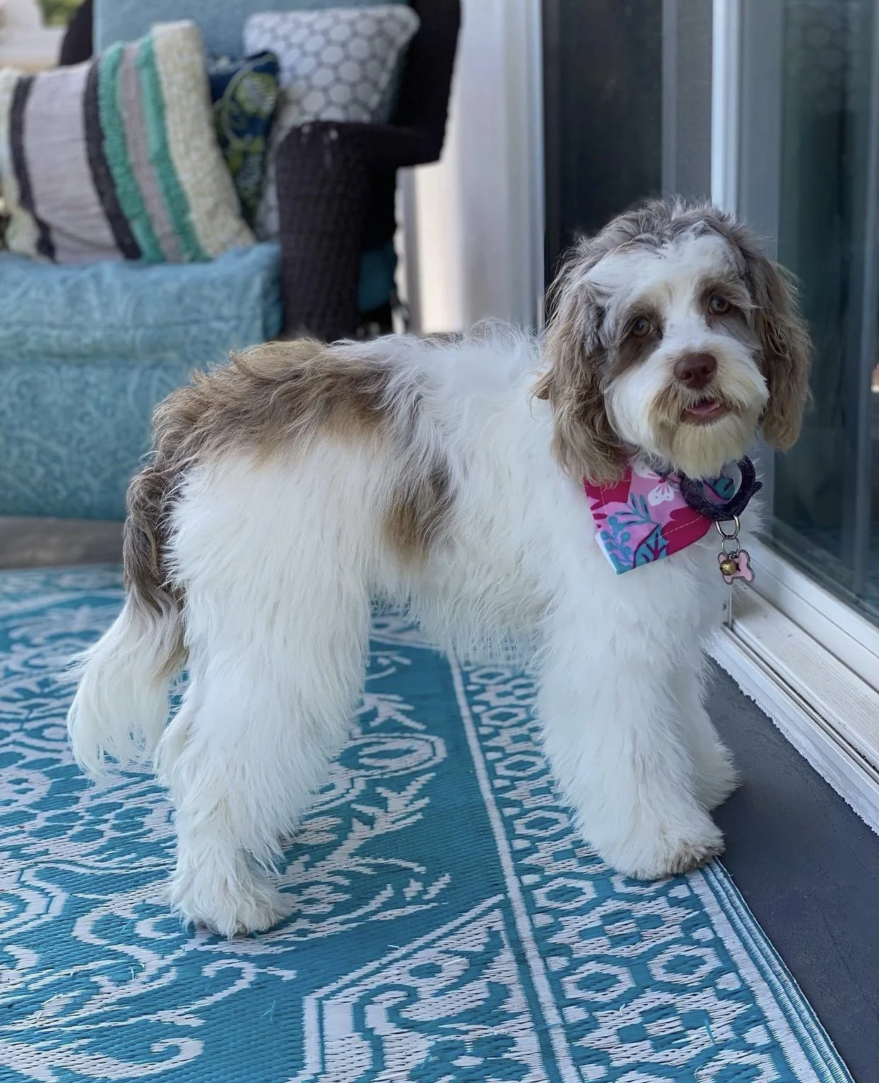 chocolate merle parti cockapoo