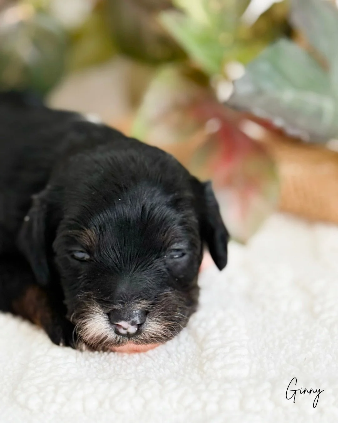 what is a cavadoodle