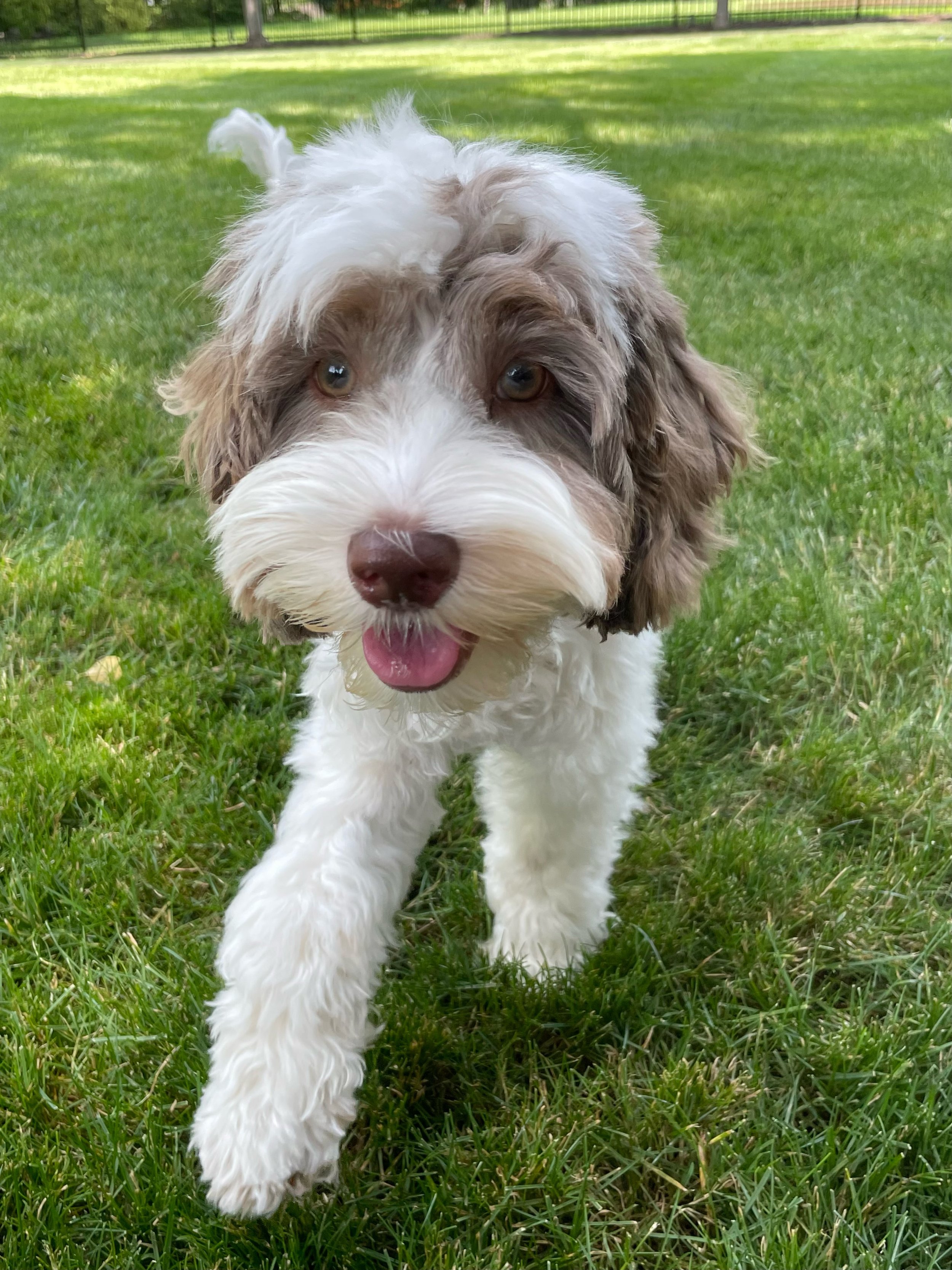 merle parti australian labradoodle puppy