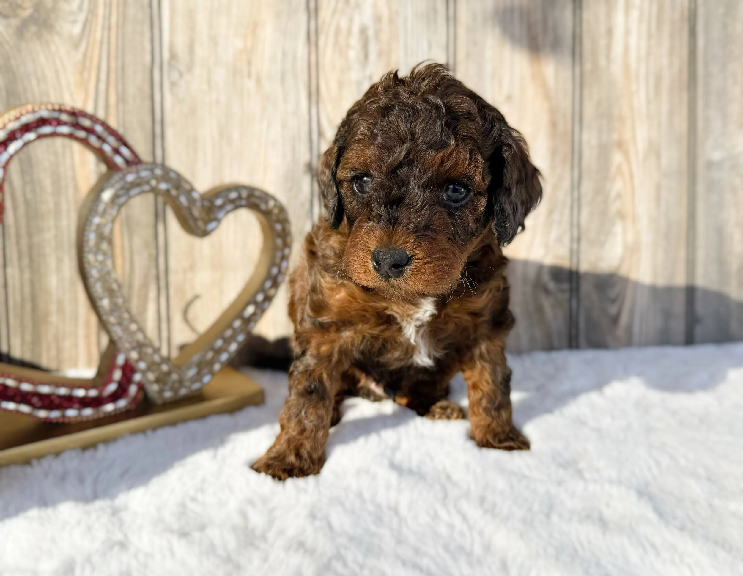 sable australian labradoodle
