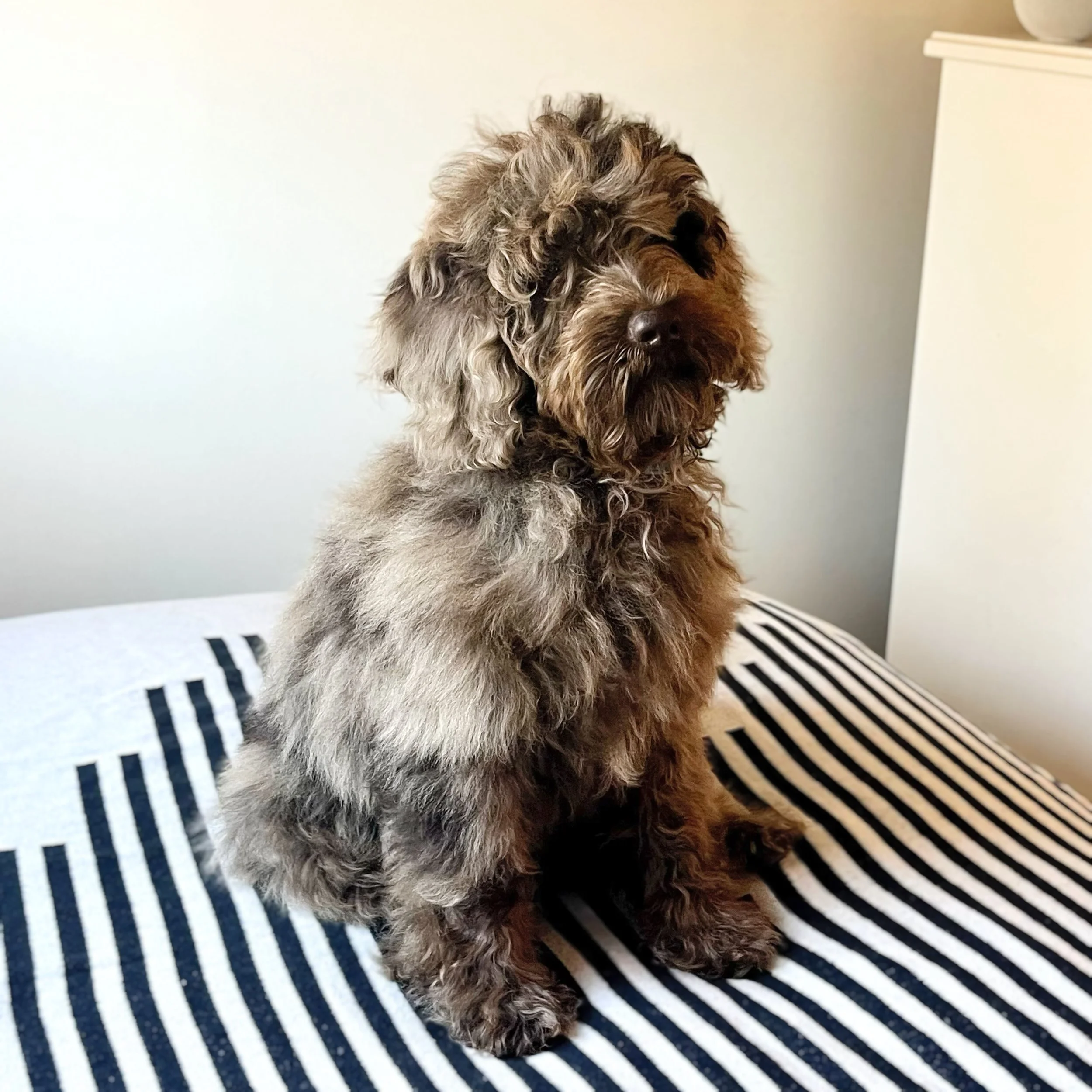 chocolate labradoodle