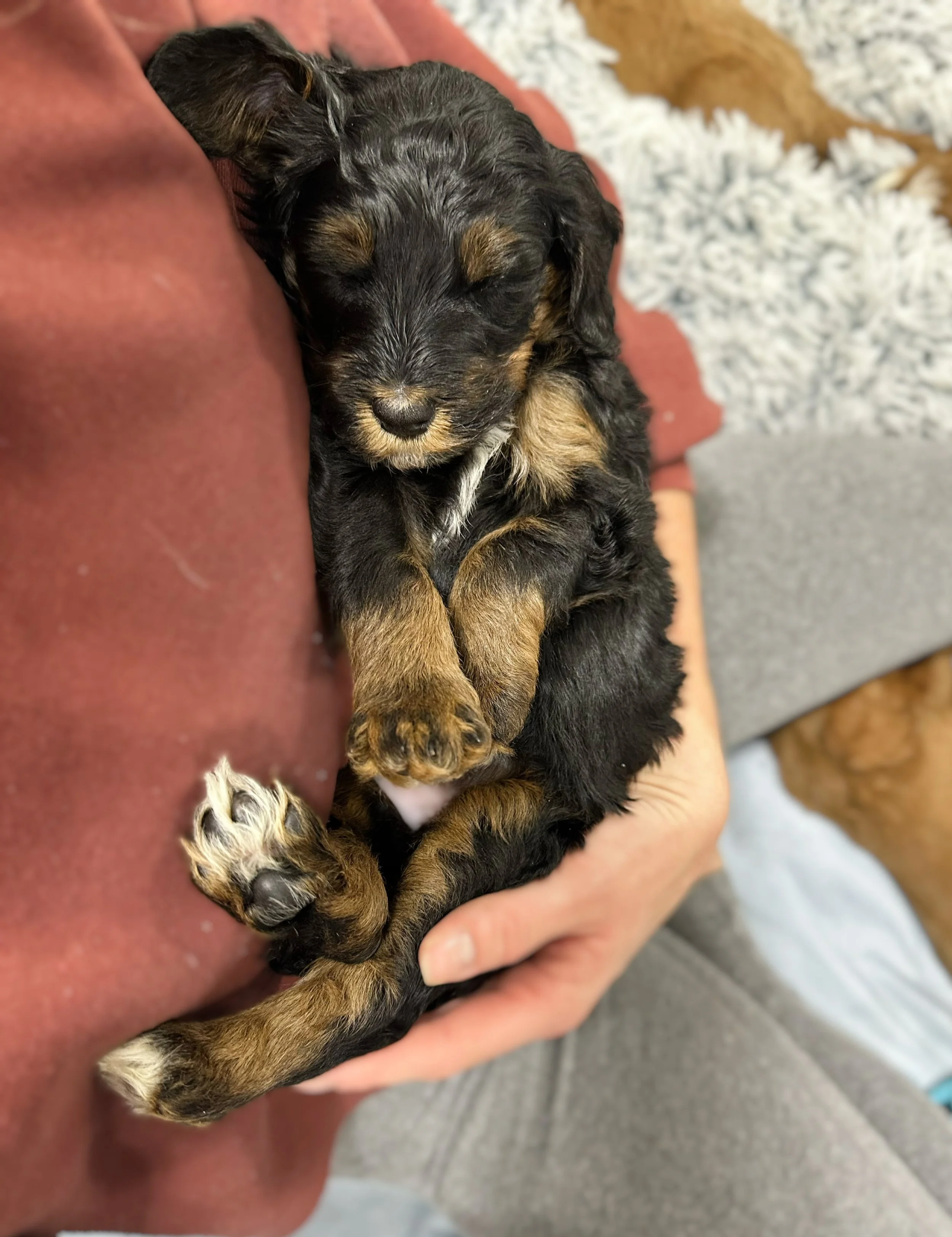 are  bernedoodles cuddly