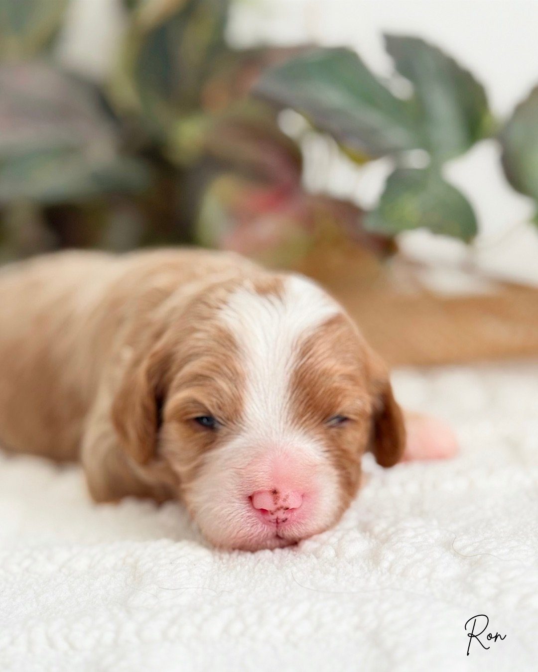cavoodle puppies for sale