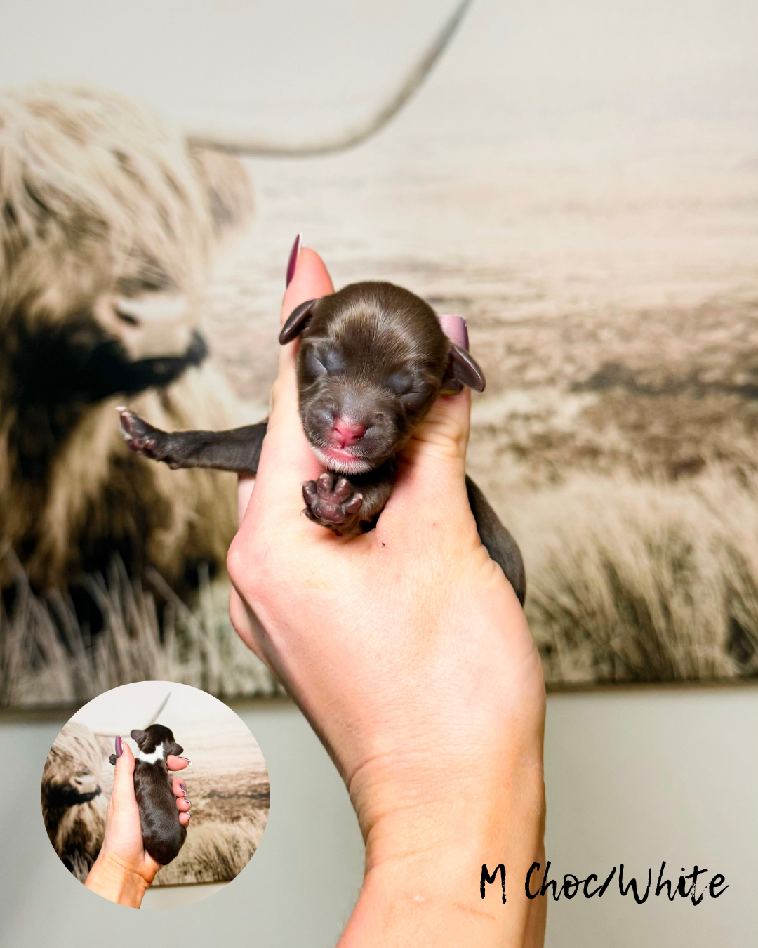 chocolate labradoodles for sale