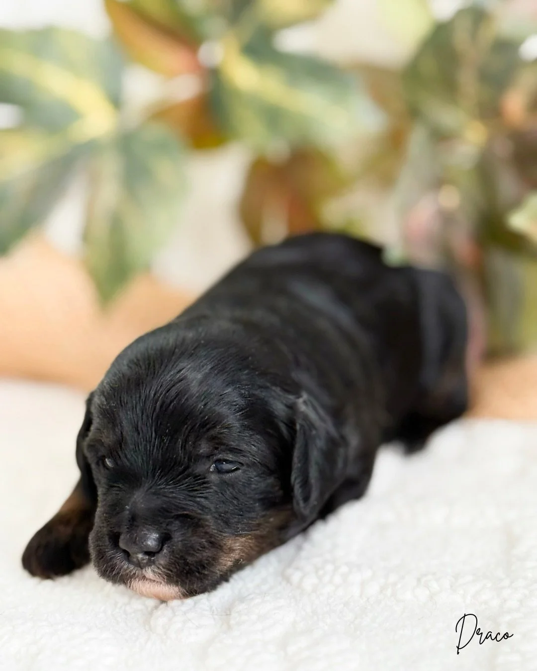 cockapoo breeders near me