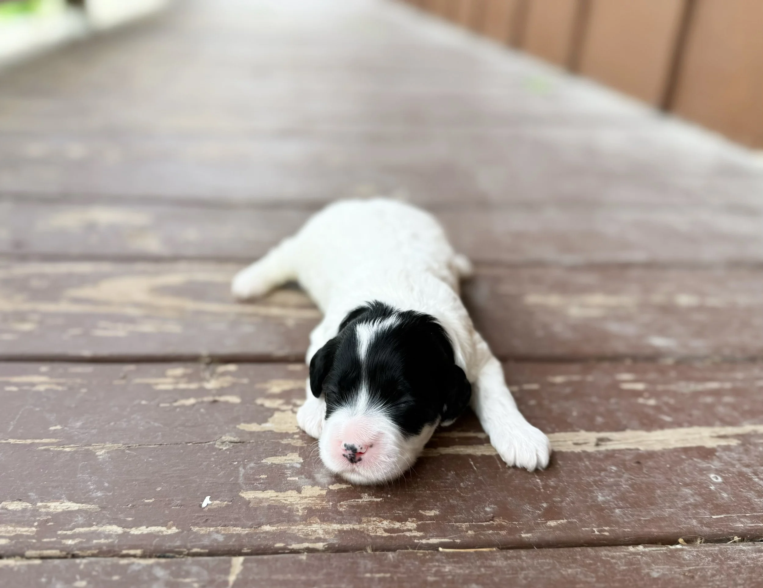 cockapoo puppies for sale near me
