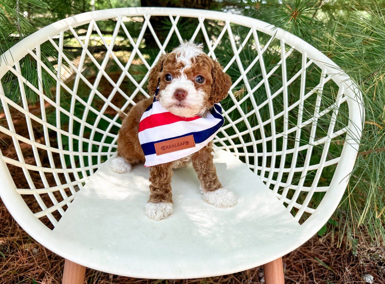 cute australian labradoodle puppies