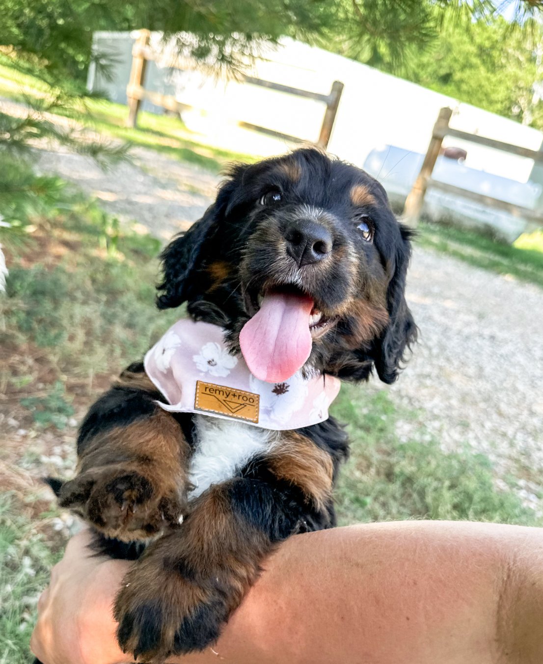 doodles in bandanas (Copy)