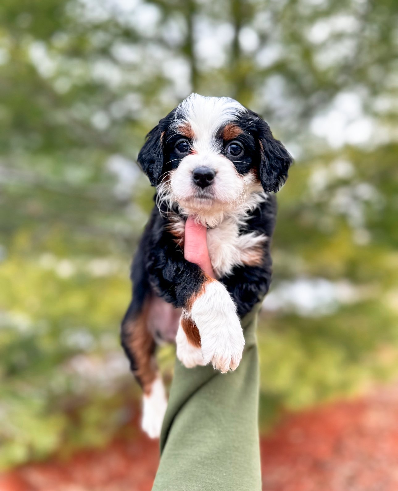 unfurnished bernedoodle breeders