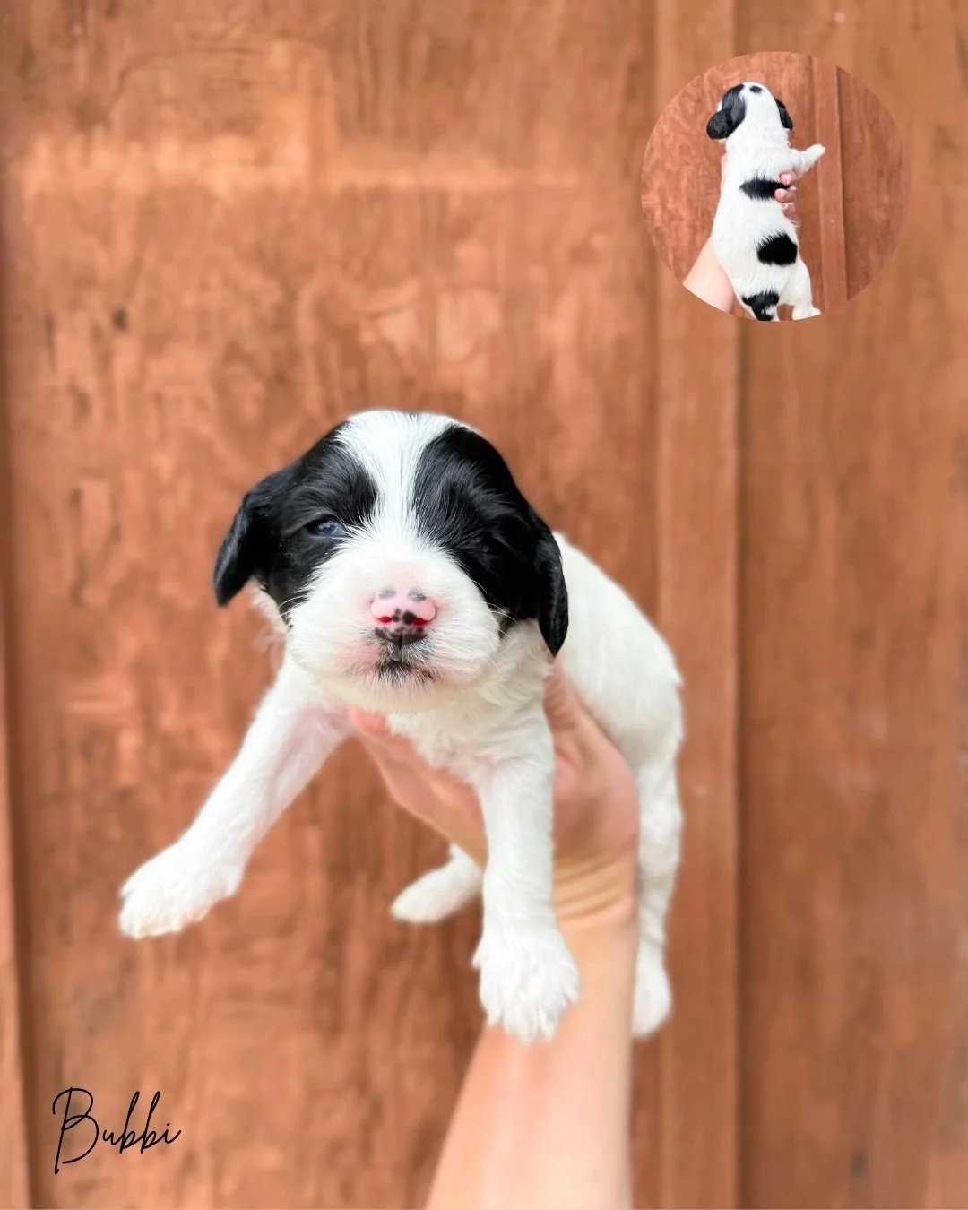PETITE AUSTRALIAN LABRADOODLE PUPPY FOR SALE