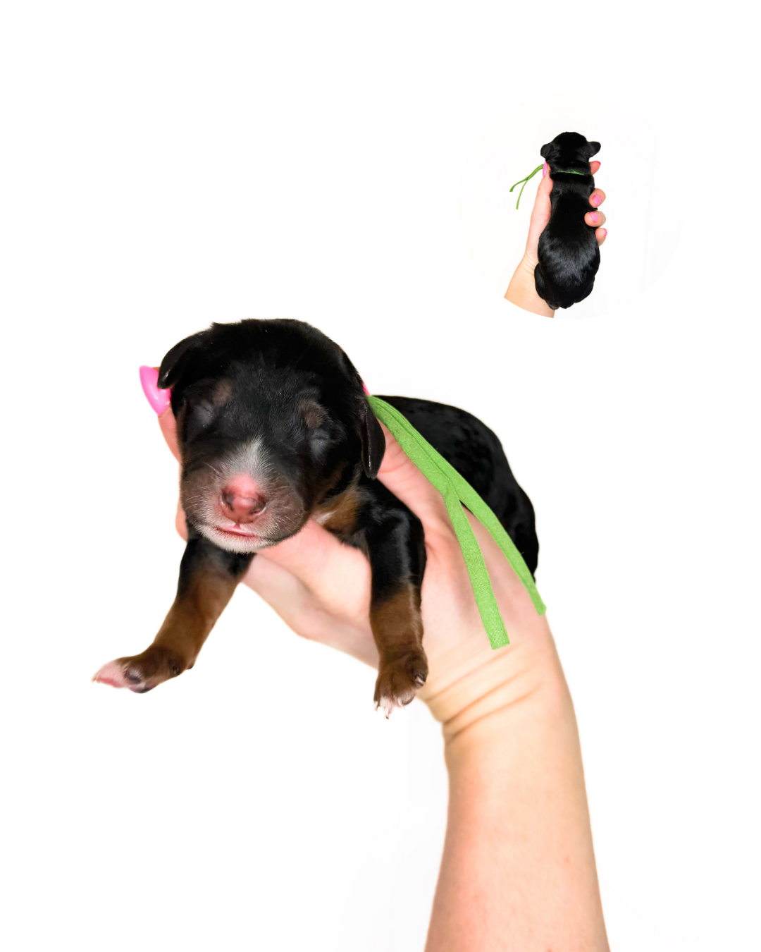 what is an australian bernedoodle