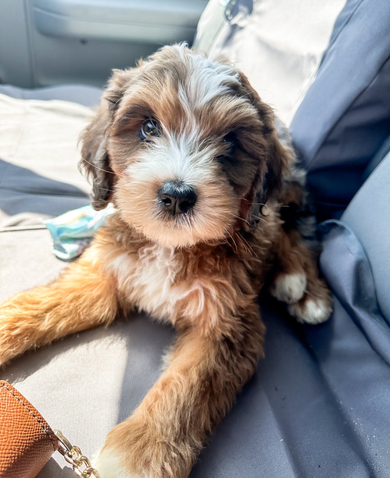 do bernedoodles do well in the car