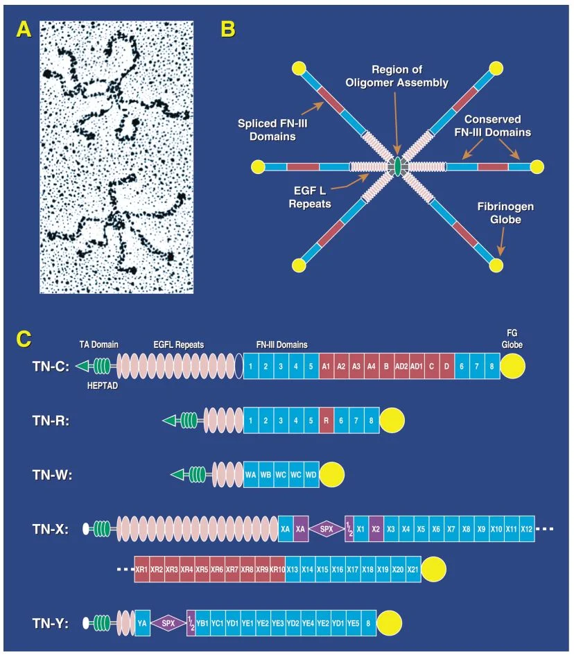 A-Rotary-shadowing-images-of-two-mouse-TN-C-hexabrachions-Each-arm-is-approximately-100.jpg