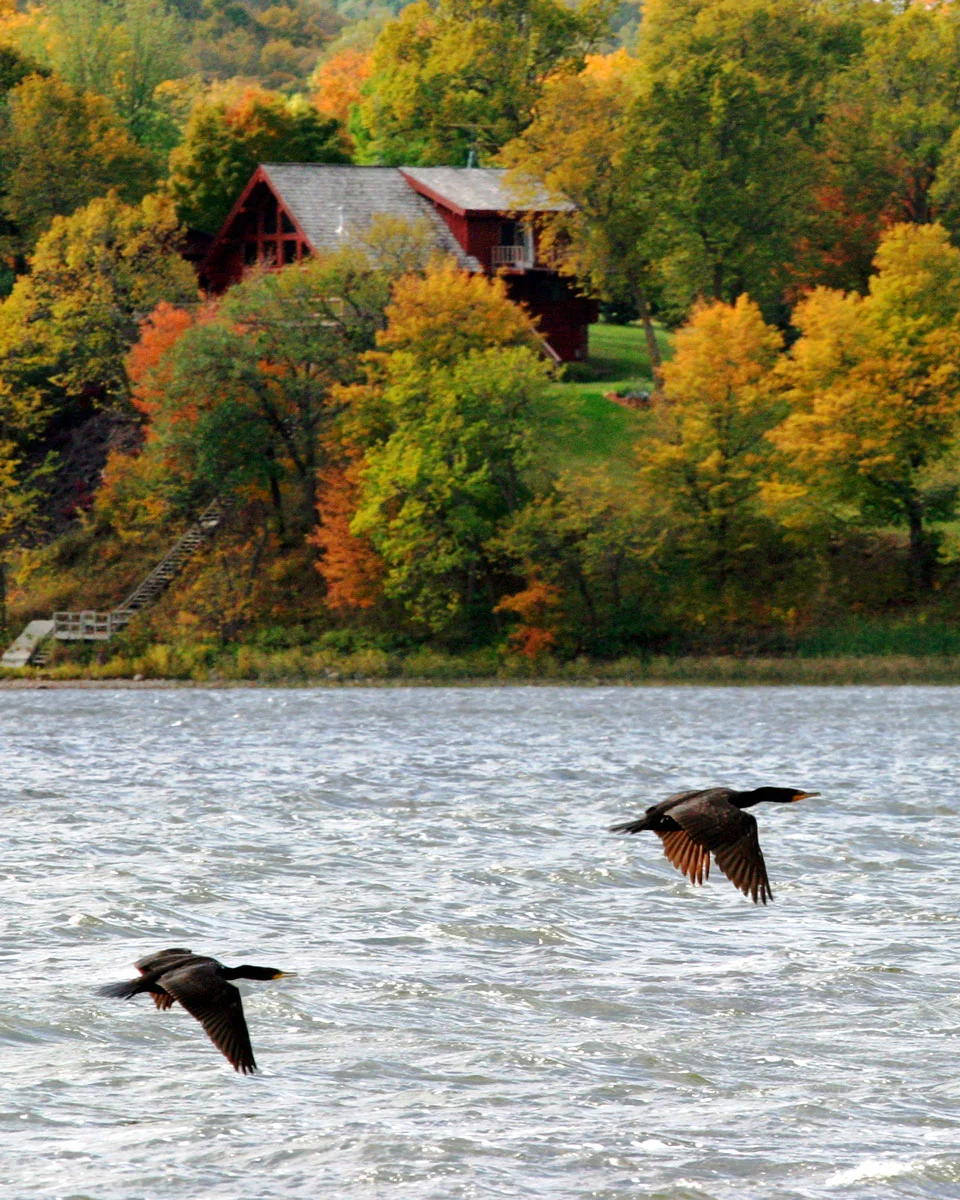 Fall-birds.jpg