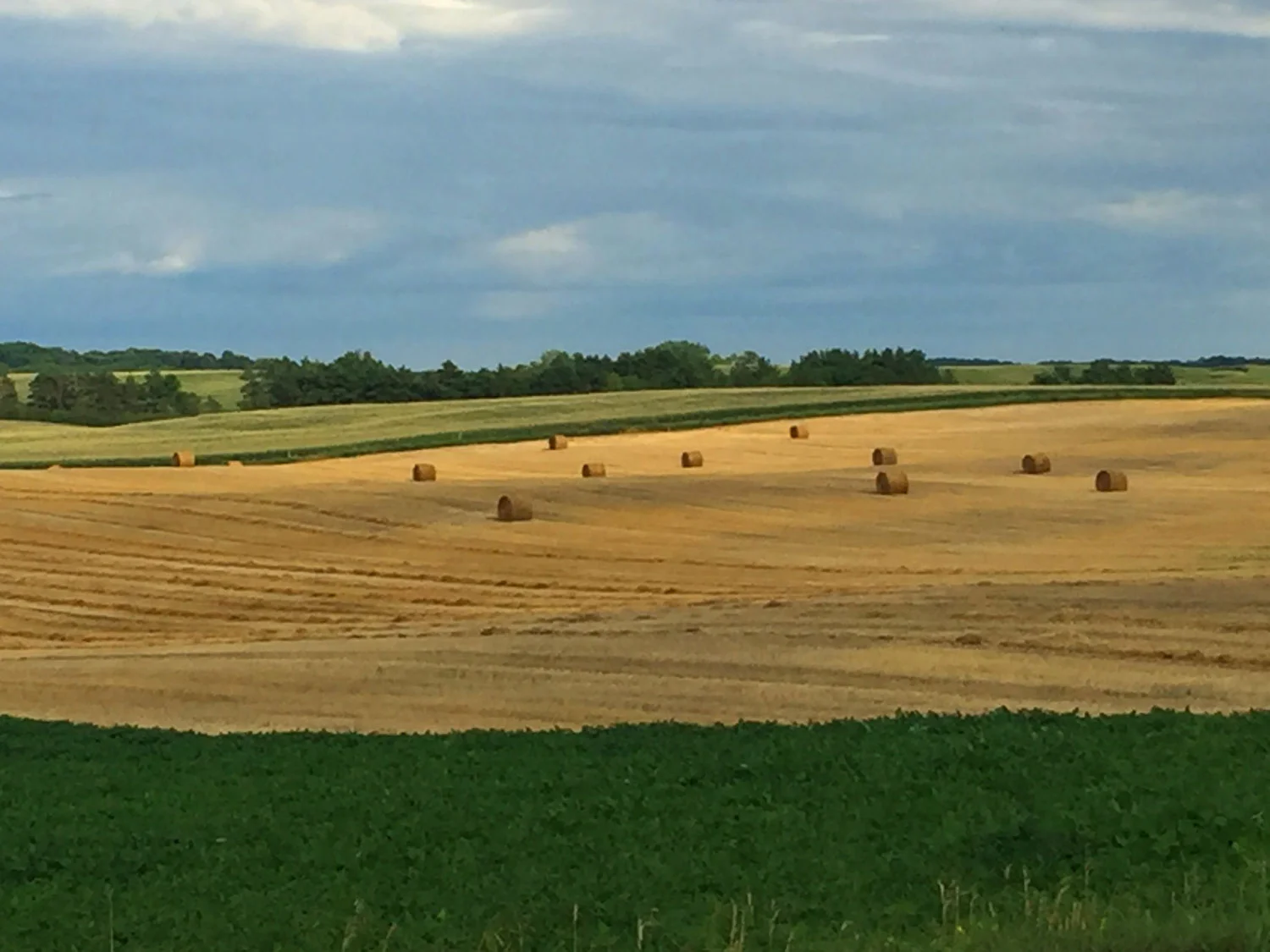 Field-by-Fergus-Falls-BANNER.jpg