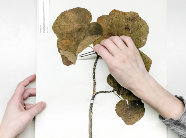 Smell flowers driven to extinction by humans