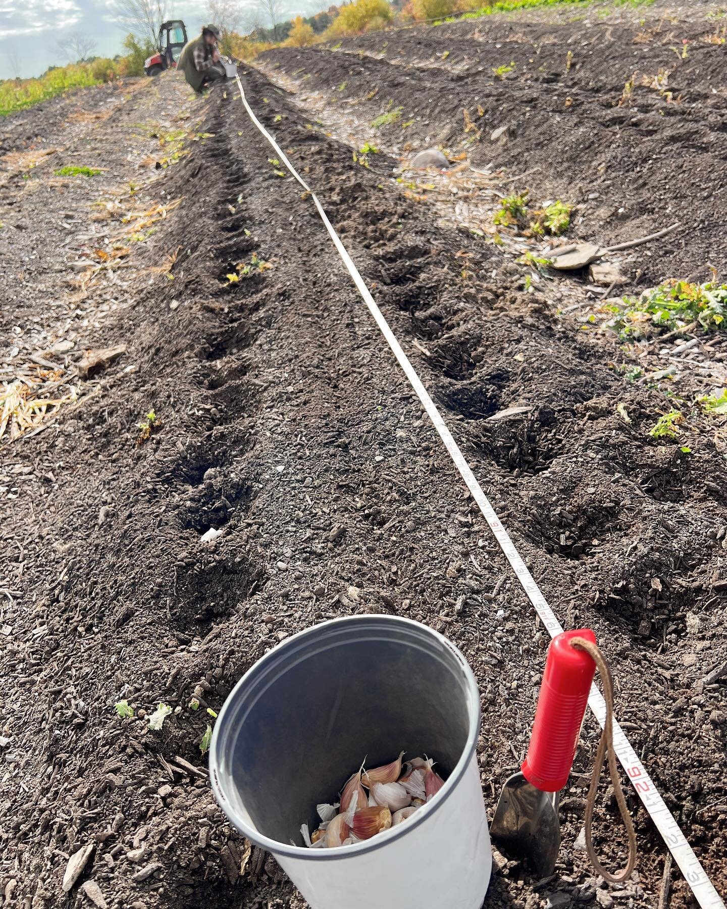 1200&rsquo; of garlic got planted in record time  yesterday. Onions and shallots are in the ground, ready to hibernate over the winter. There are a few more crops to be harvested in the field; then , that&rsquo;s a wrap on the 2022 growing season for