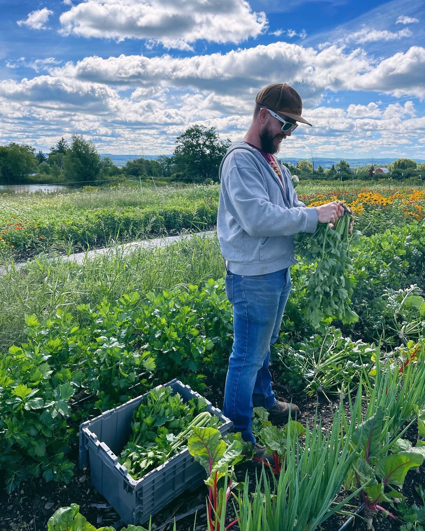 Join our team! We are looking for a full-time Farmhand. 🧑&zwj;🌾

This position entails some of the following: sowing seeds, transplanting, maintaining raised field beds, cultivation by hand, trellising, harvesting by hand, and working the Thursday 
