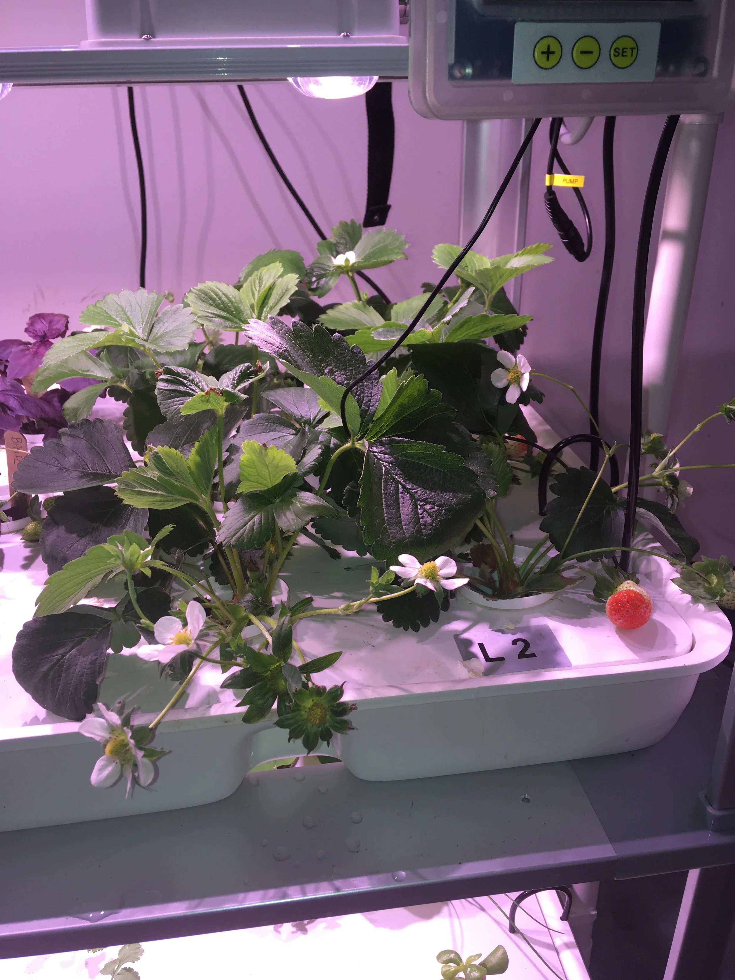 Strawberries are one of the more popular plants to grow on the LF-ONE. You can grow them from seed, from crowns, or from runners from established plants.