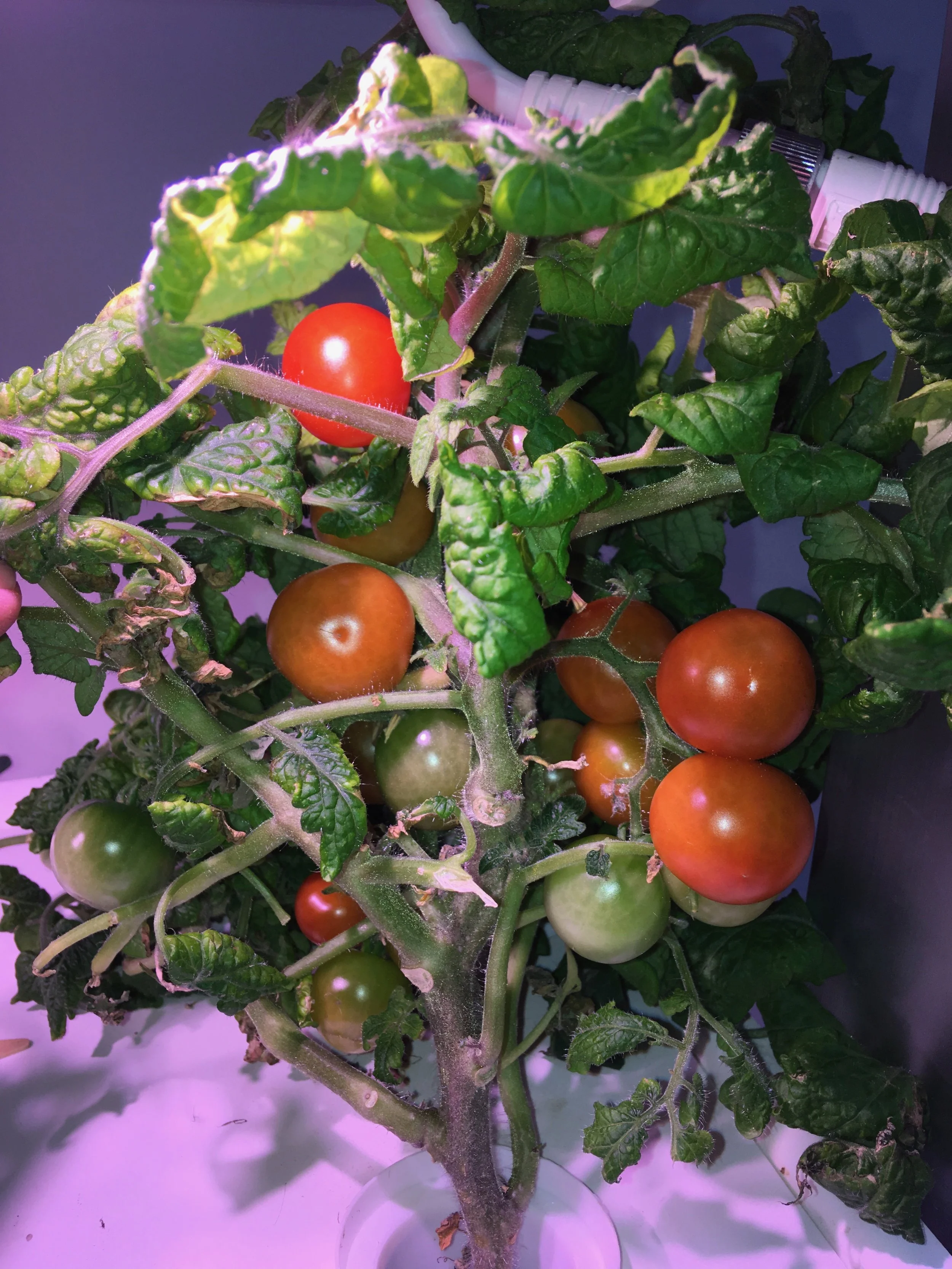 YES! Tomatoes too on the LF-ONE!