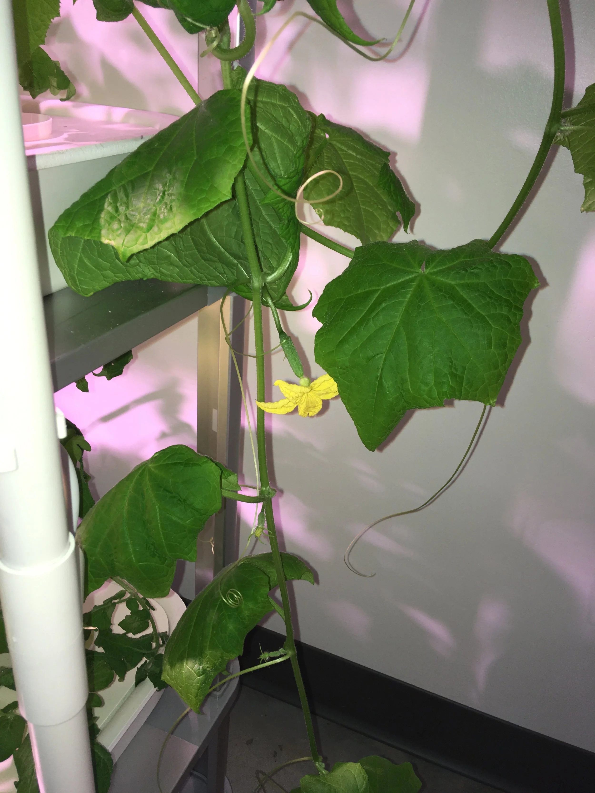 Cucumbers?! You bet - some of the best and freshest you will ever taste. Let these and other viney plants cascade down the outside of the LF-ONE.