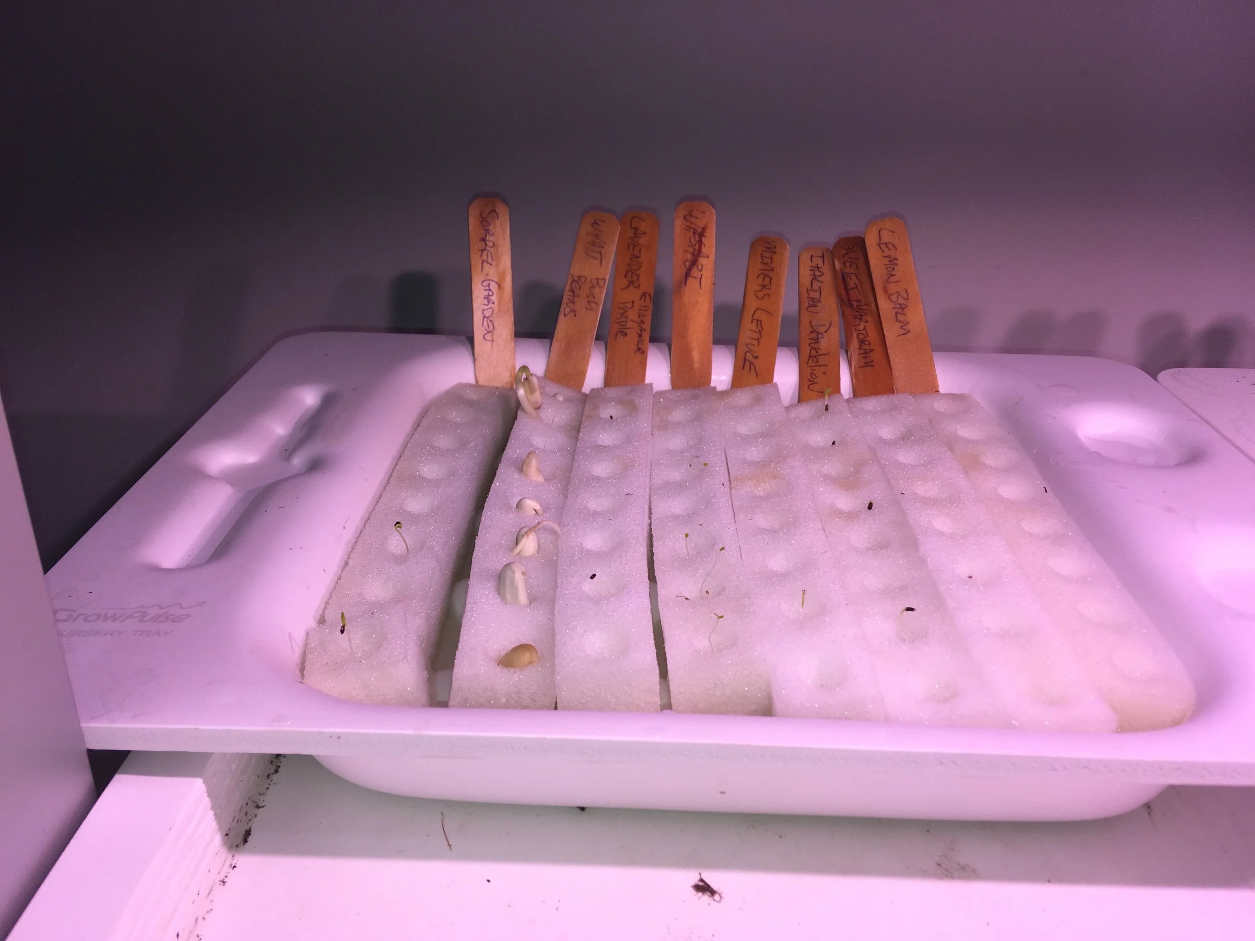 Germinating seeds in the LF-ONE nursery.