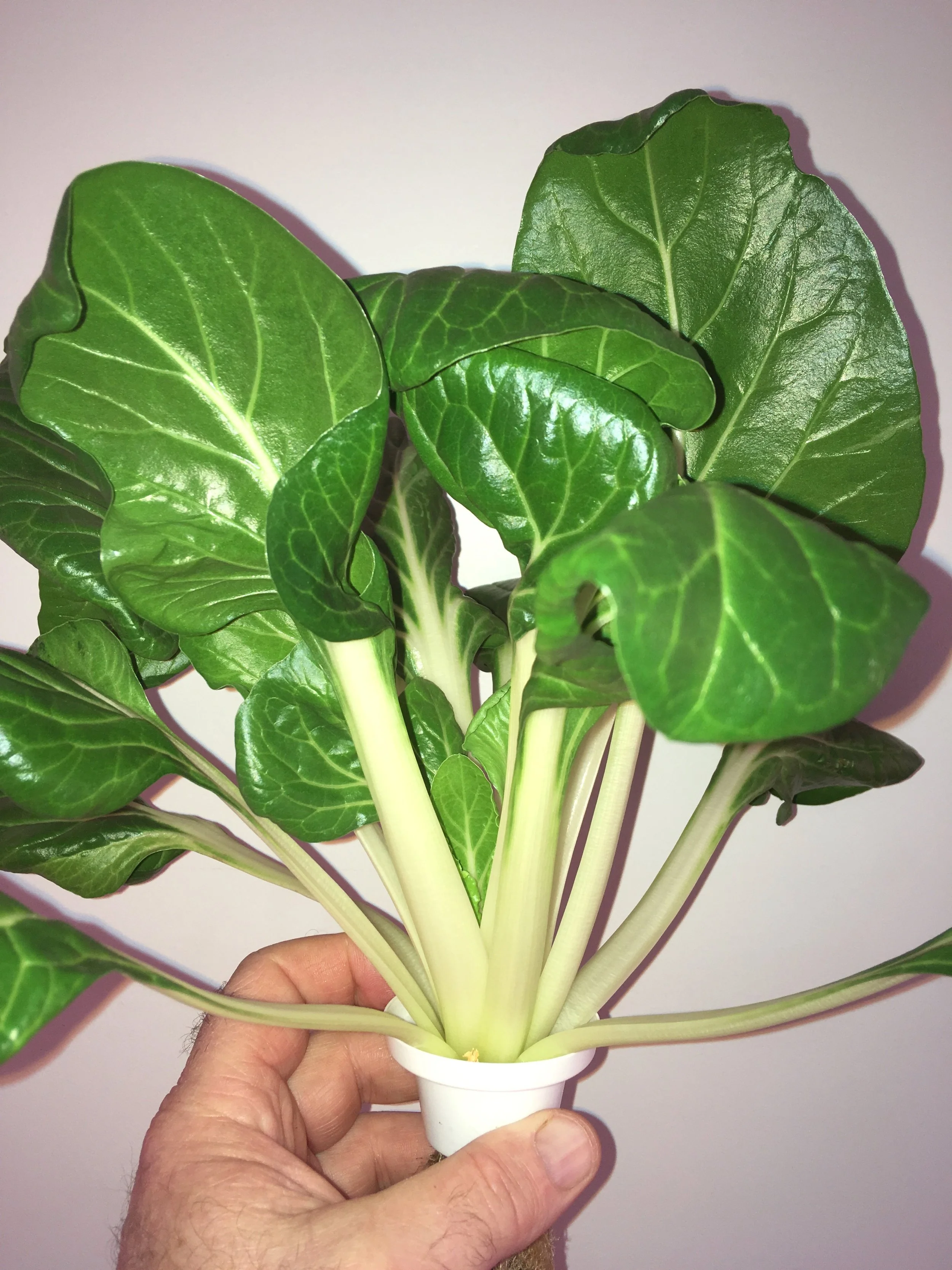 Pac choi grown in the LF-ONE