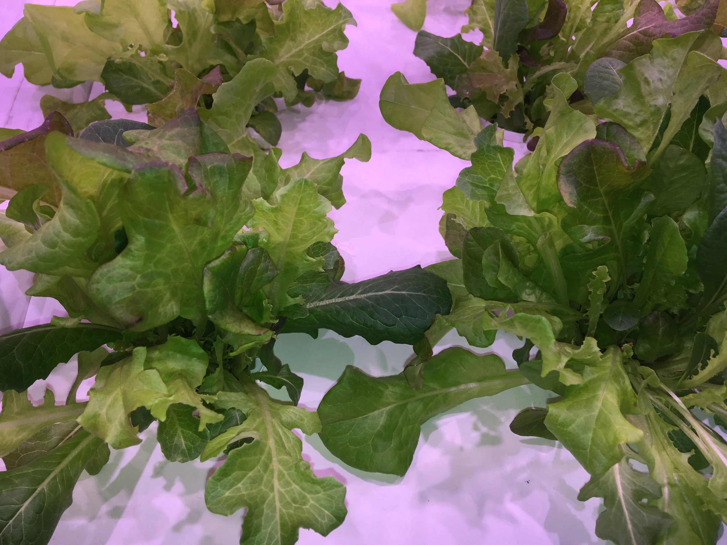 LF-ONE excels at growing leafy greens.