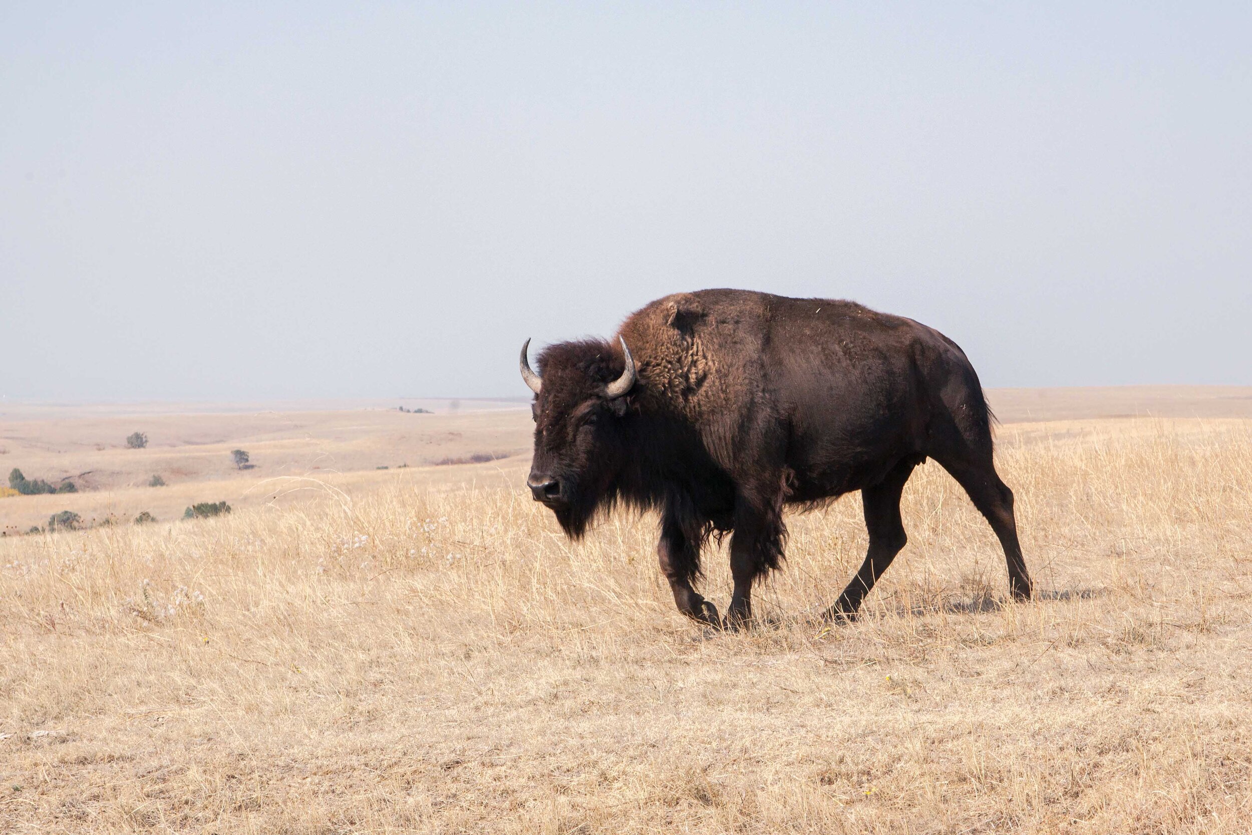 badlandsbison.jpg