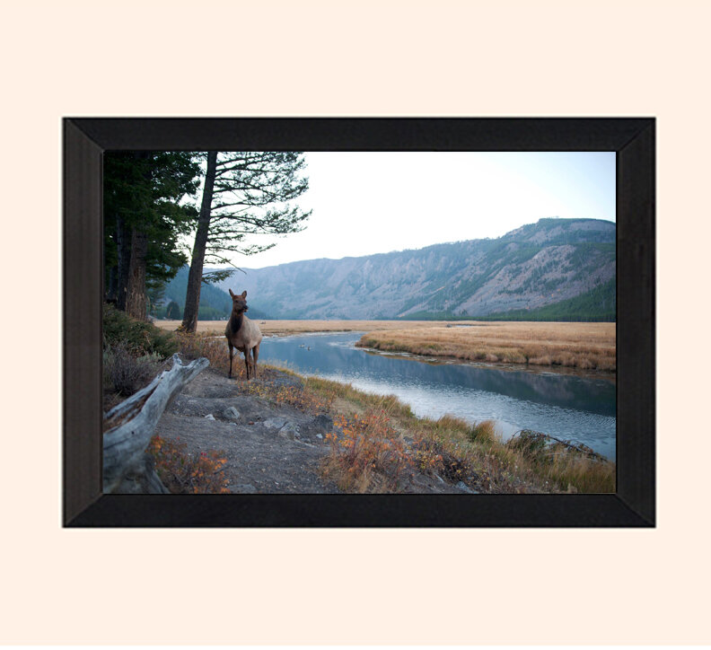 yellowstoneelkframed.jpg
